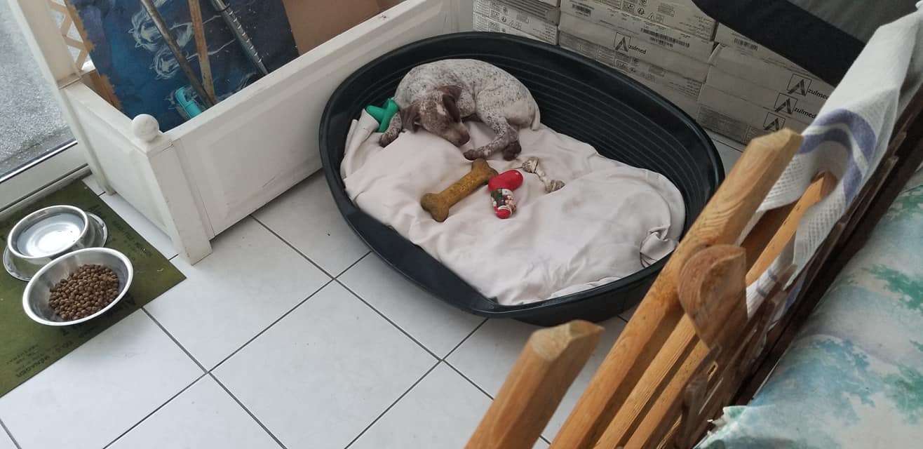 Scilla des Fins Nez du Meygal