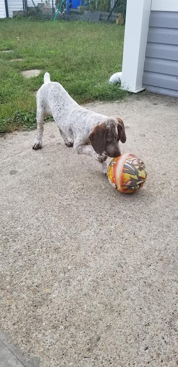 Scilla des Fins Nez du Meygal