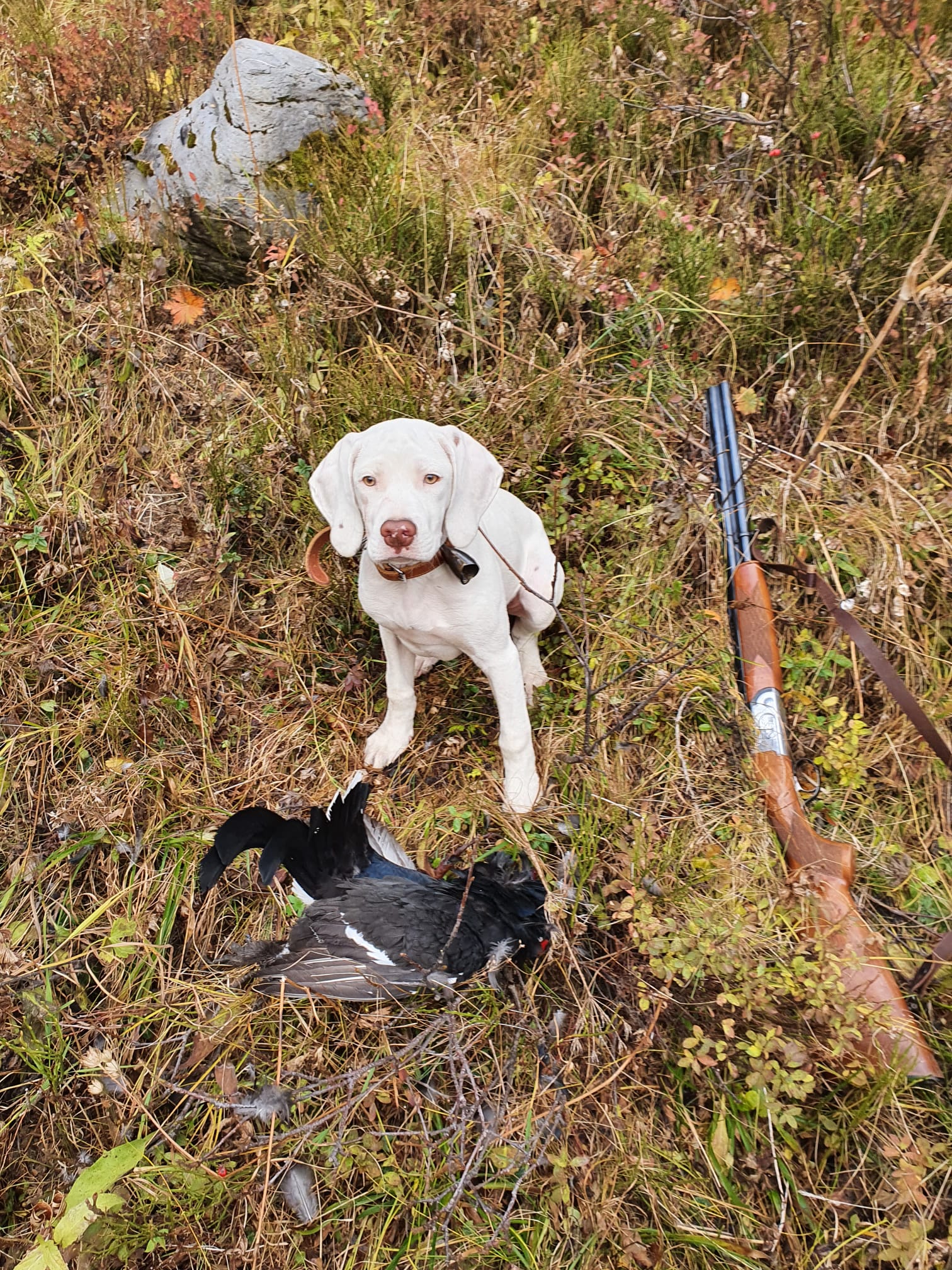 SeracDesCimesDOr.htm