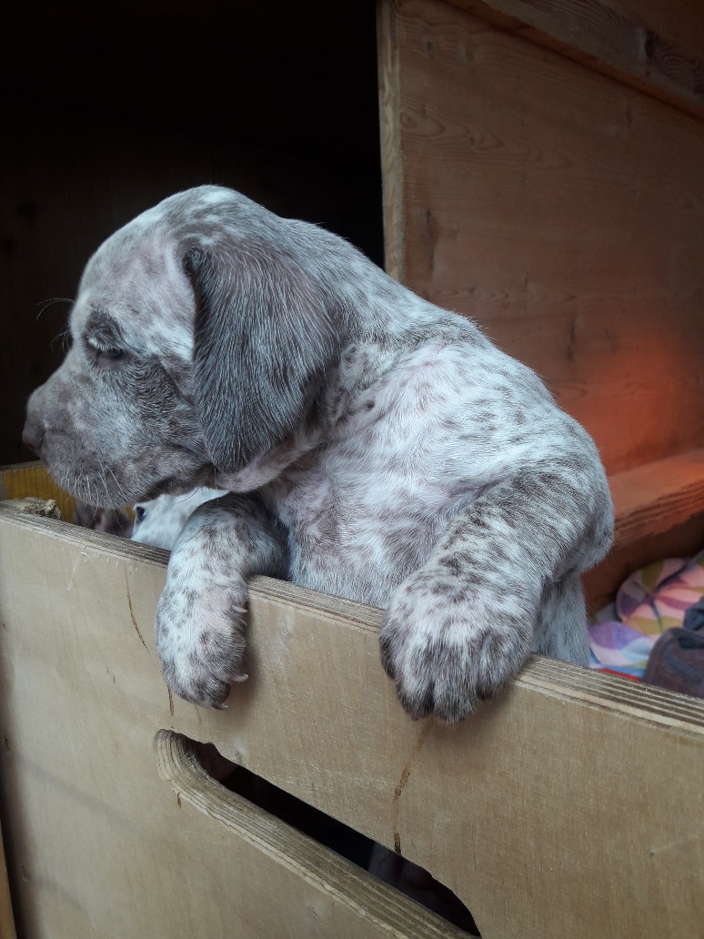 Shelby des Cimes d'Or