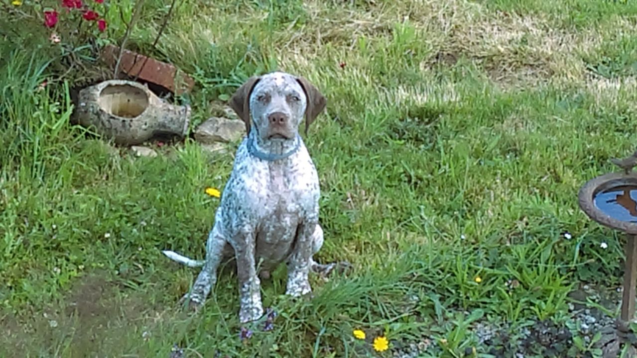 Shelby des Cimes d'Or