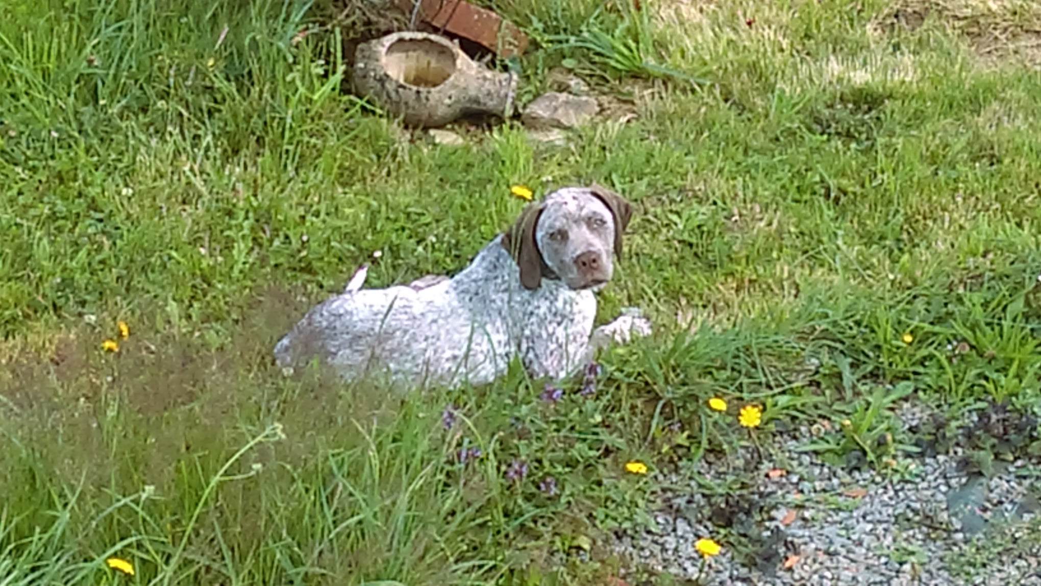 Shelby des Cimes d'Or