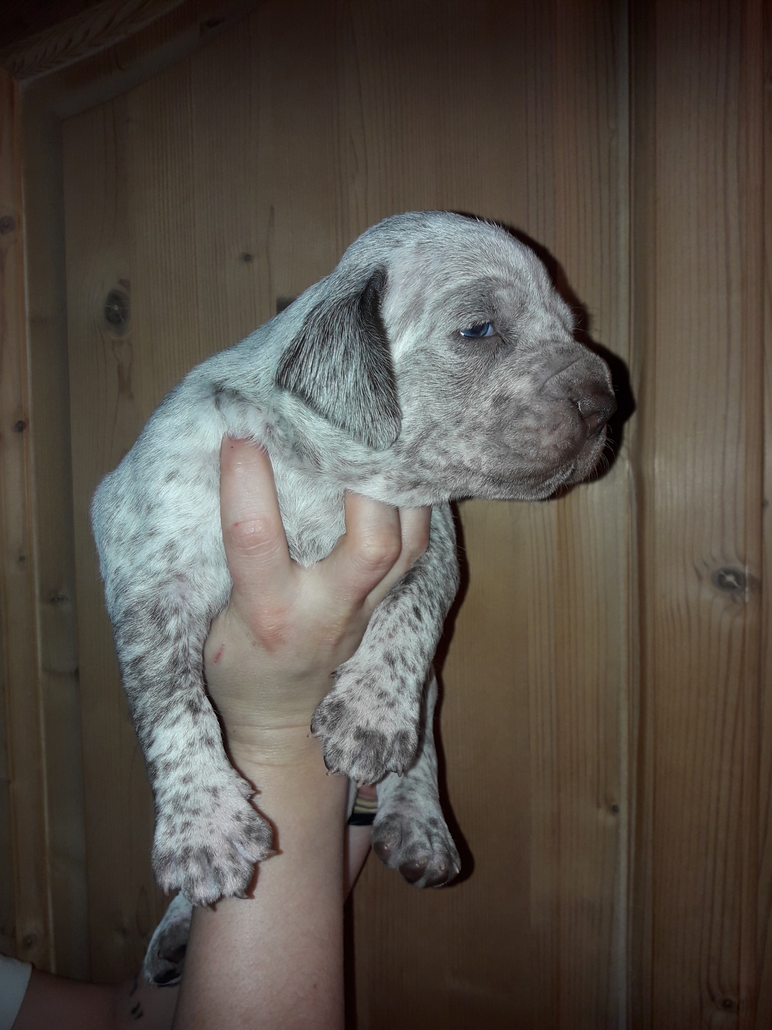 Shelby des Cimes d'Or