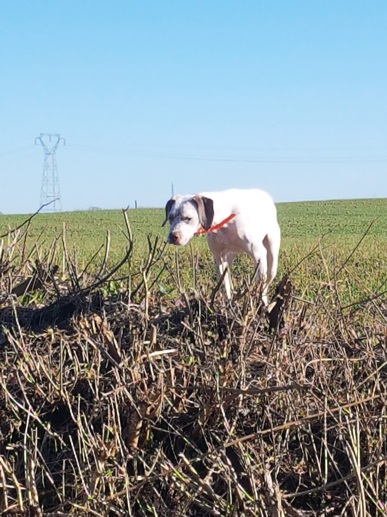 ShivaDesPetitsMariols