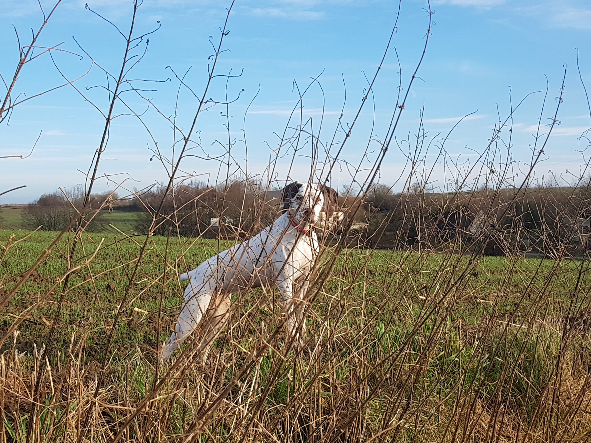 ShivaDesPetitsMariols