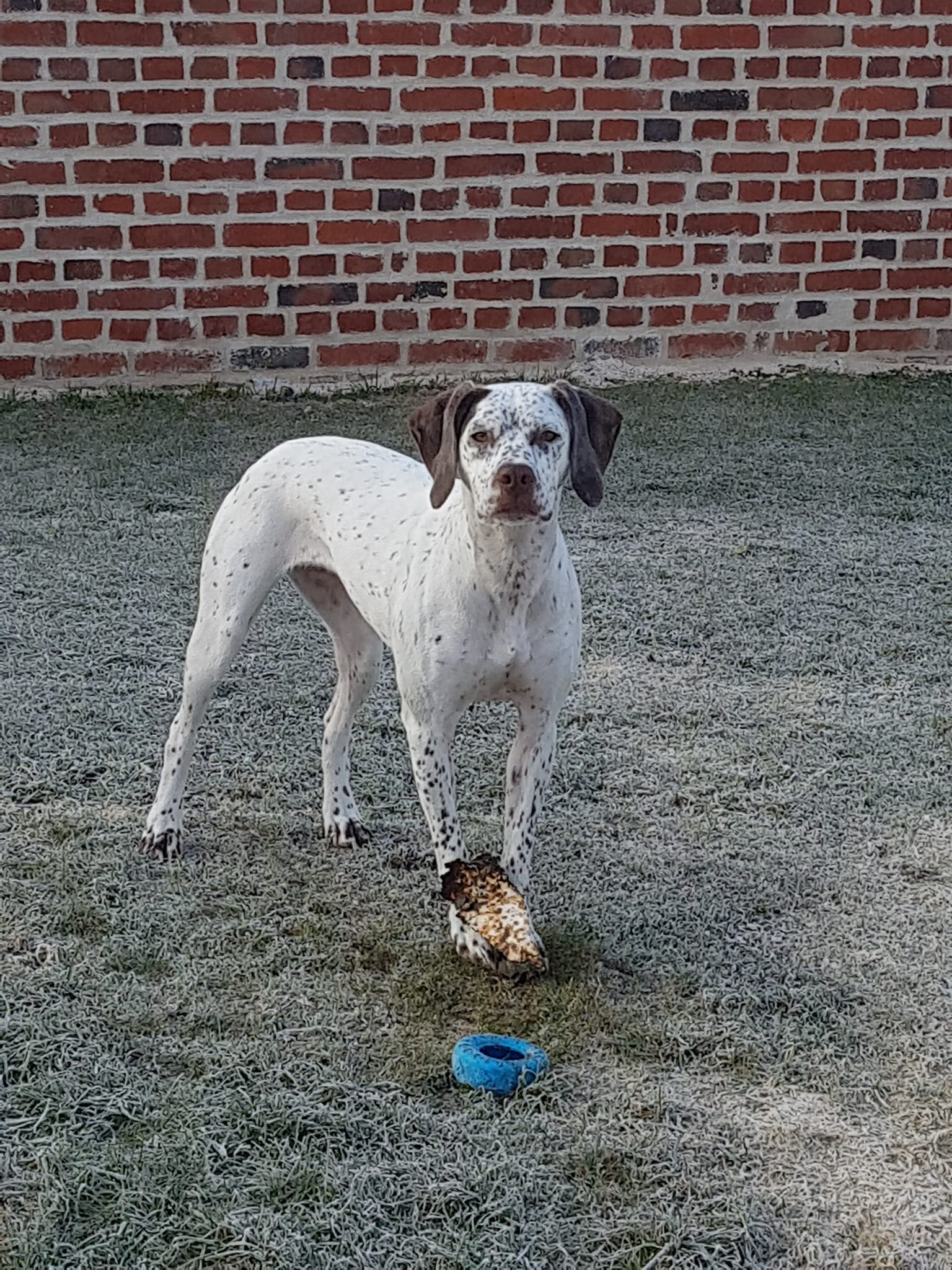 ShivaDesPetitsMariols