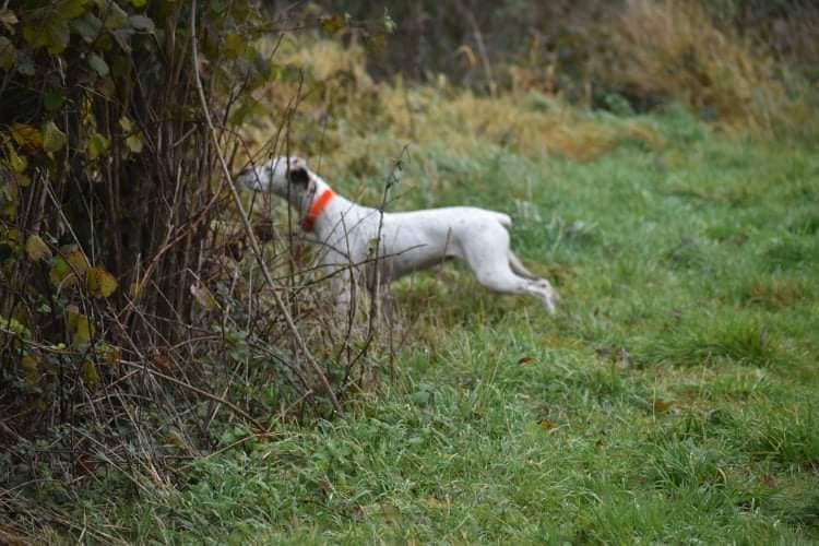 ShivaDesPetitsMariols