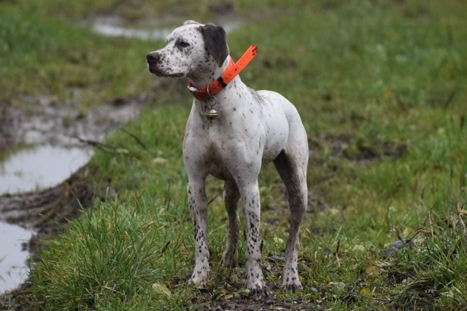 ShivaDesPetitsMariols