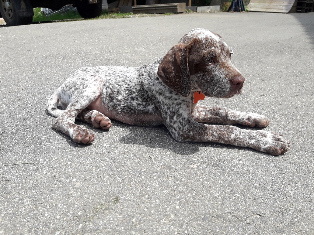 Shelby des Cimes d'Or