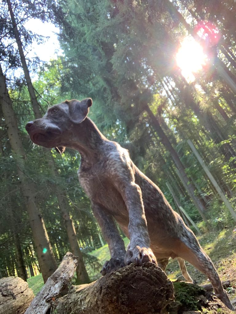 SilvaDesCimesDOr.htm