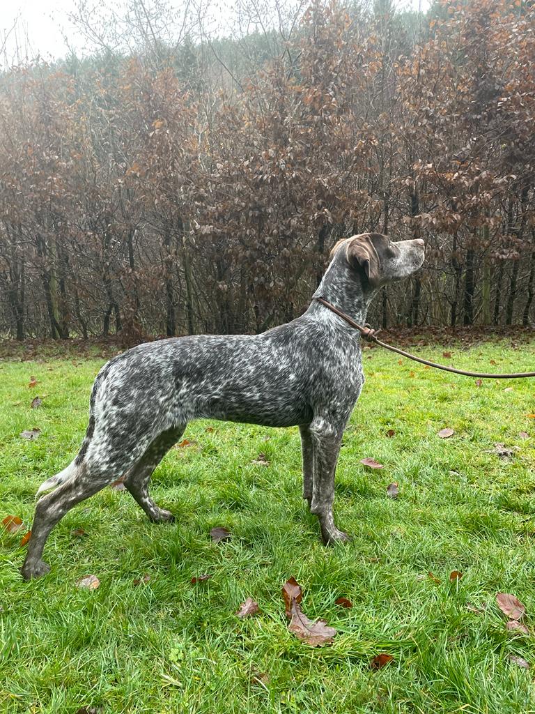 SilvaDesCimesDOr.htm