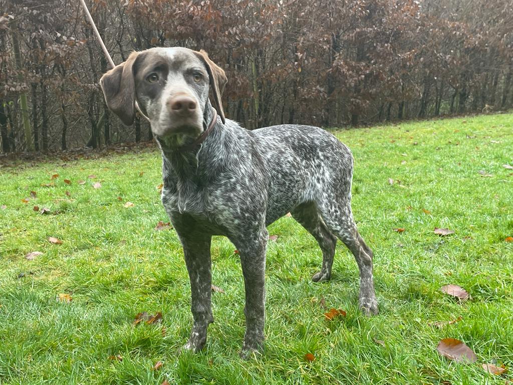 SilvaDesCimesDOr.htm