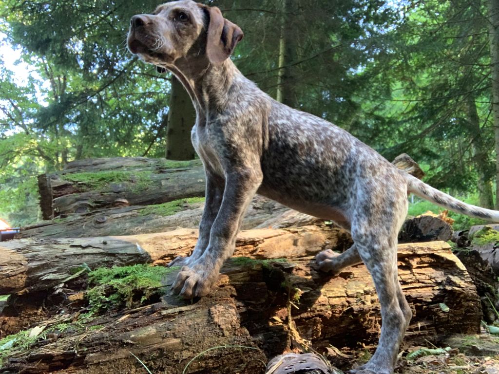 SilvaDesCimesDOr.htm