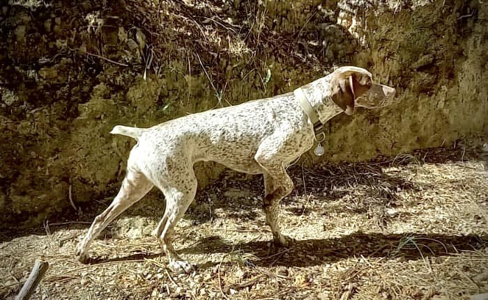 SmartiesDesFinsNezDuMeygal