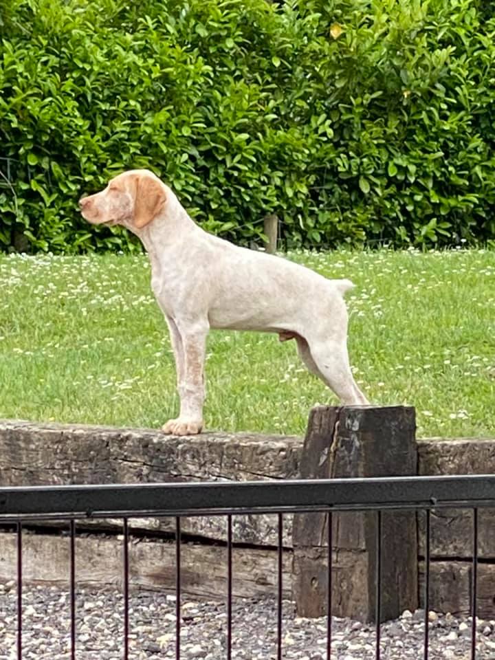 Steele de la Lande de Bourberouge