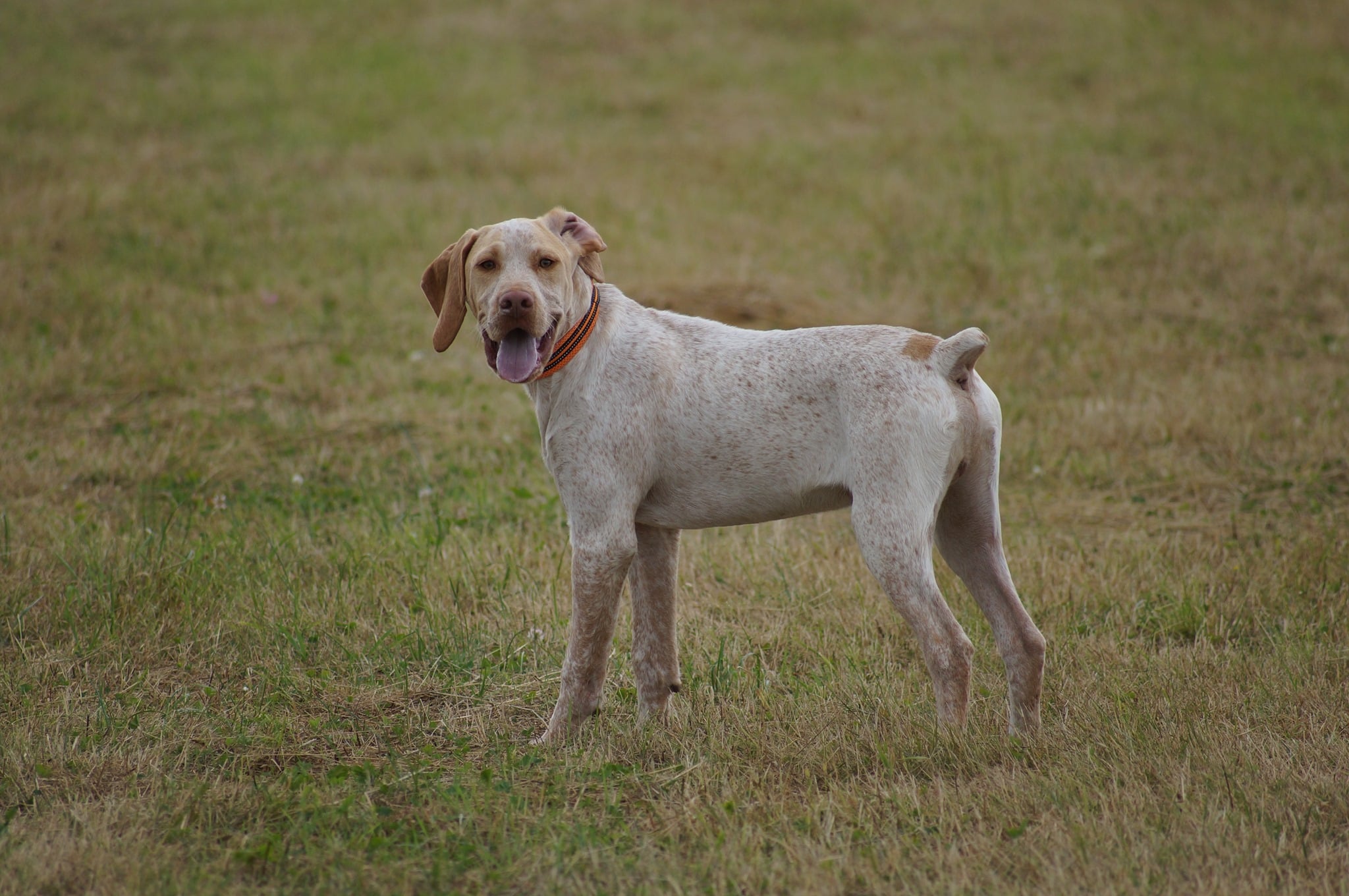 SudanDeLaLandeDeBourberouge