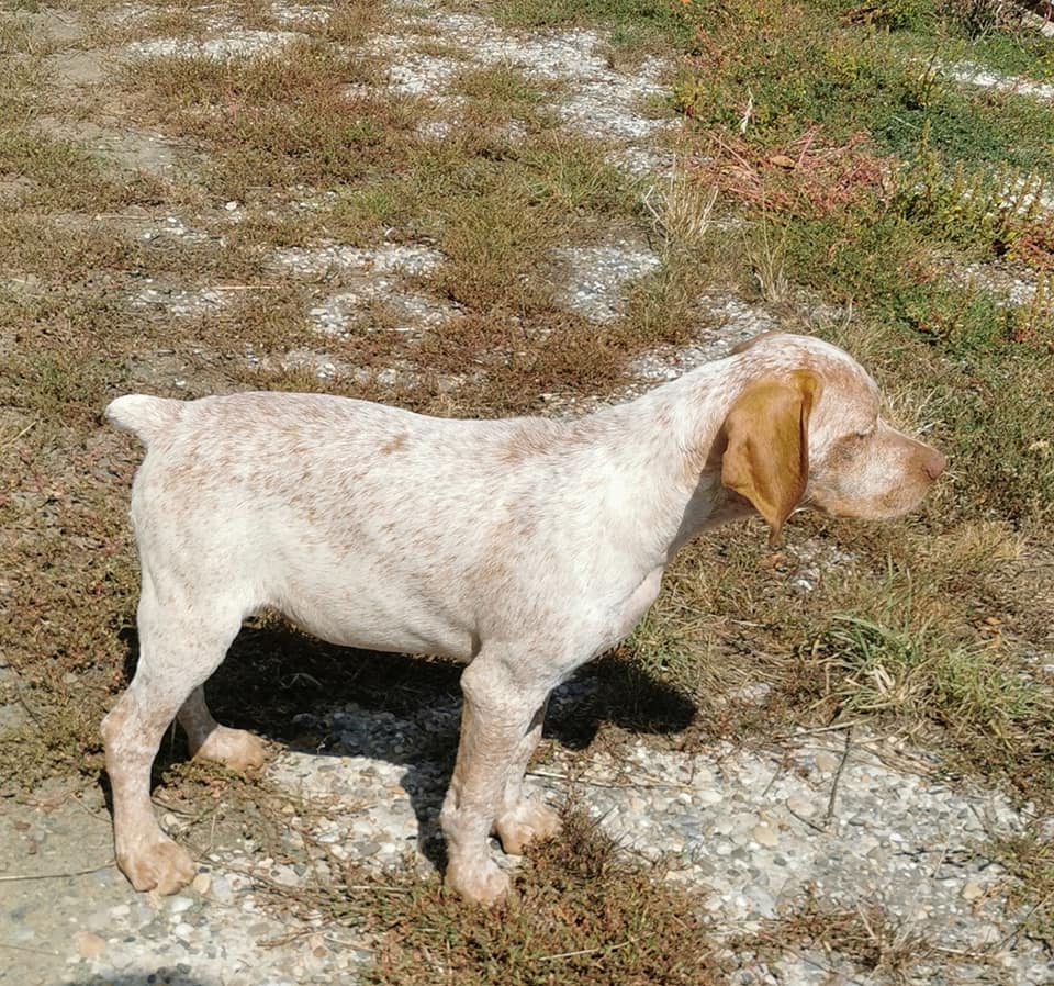 SupremeDesPetitsMariols