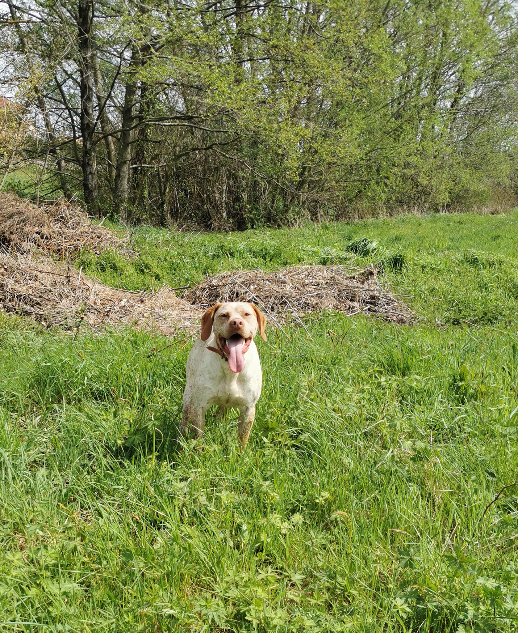 SupremeDesPetitsMariols