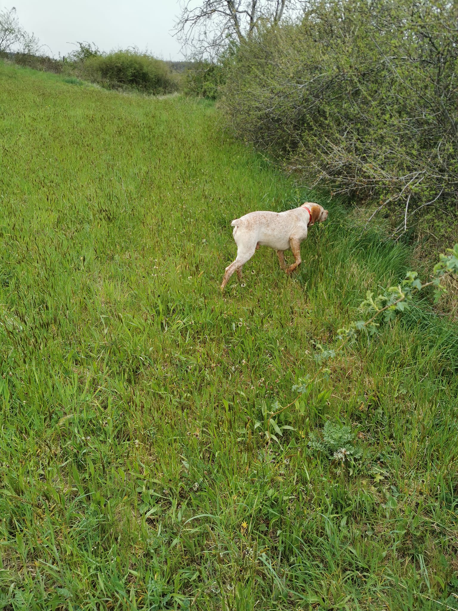 SupremeDesPetitsMariols