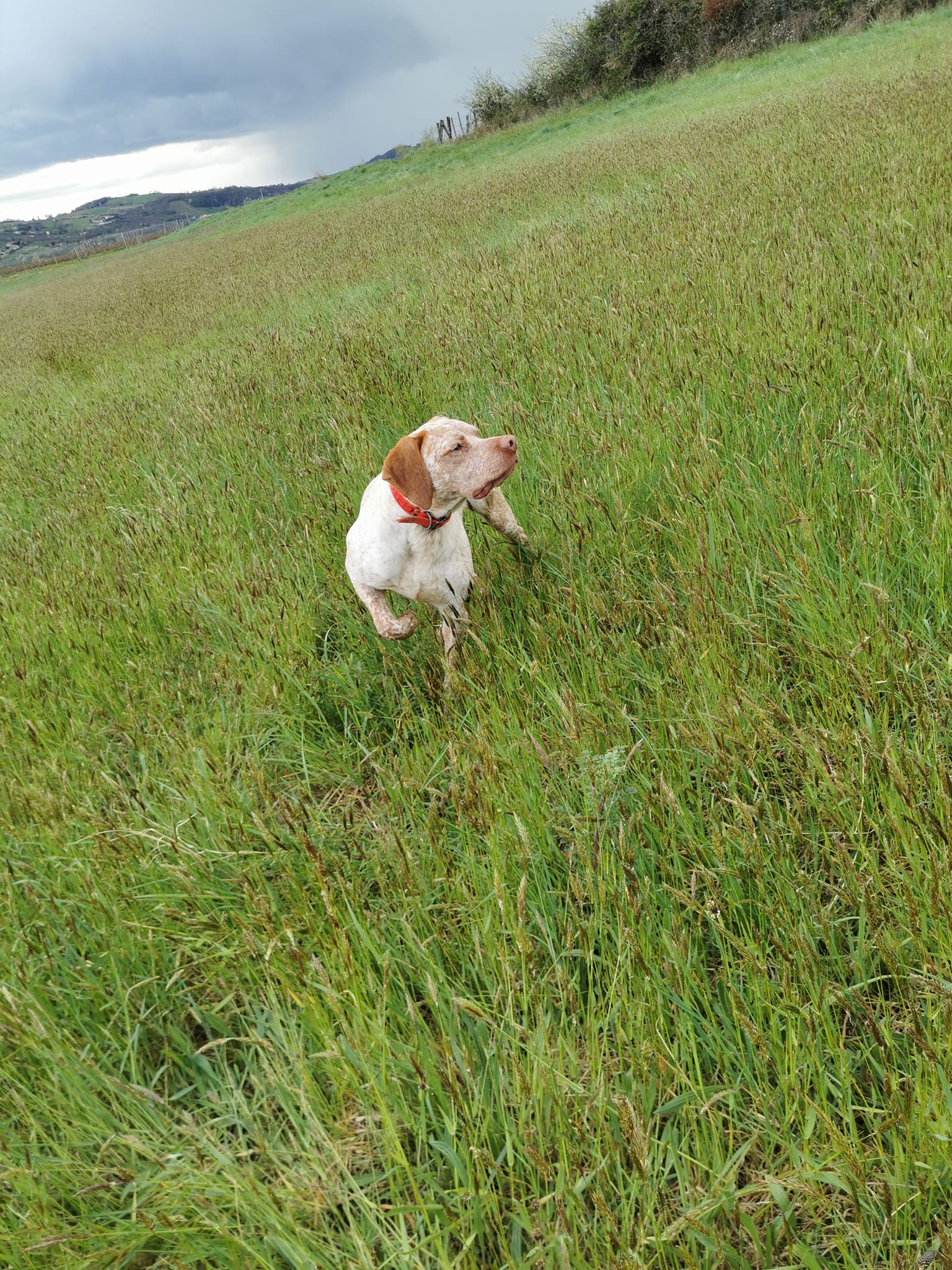 SupremeDesPetitsMariols