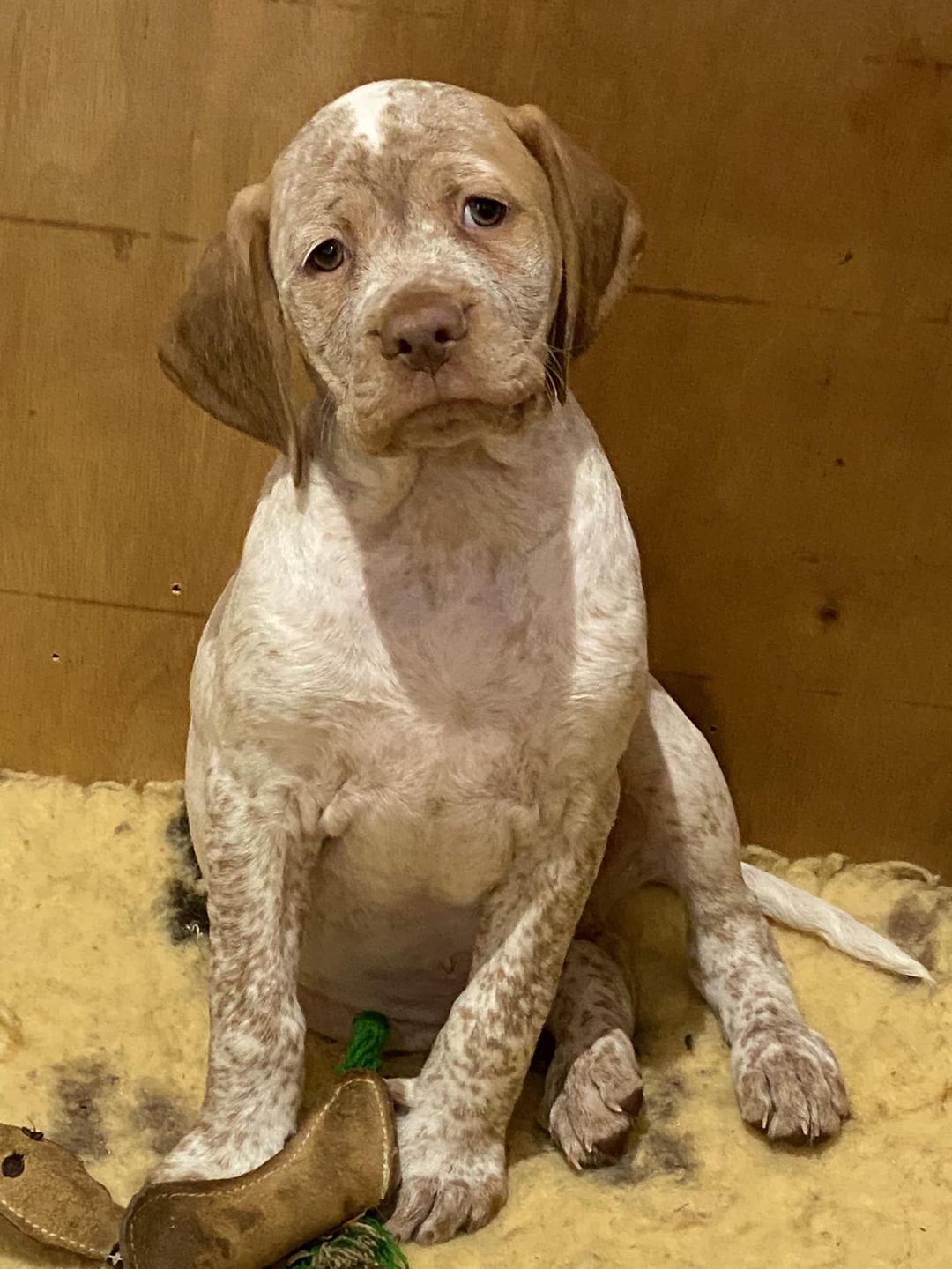 FradaikeeQuantumOfSolace