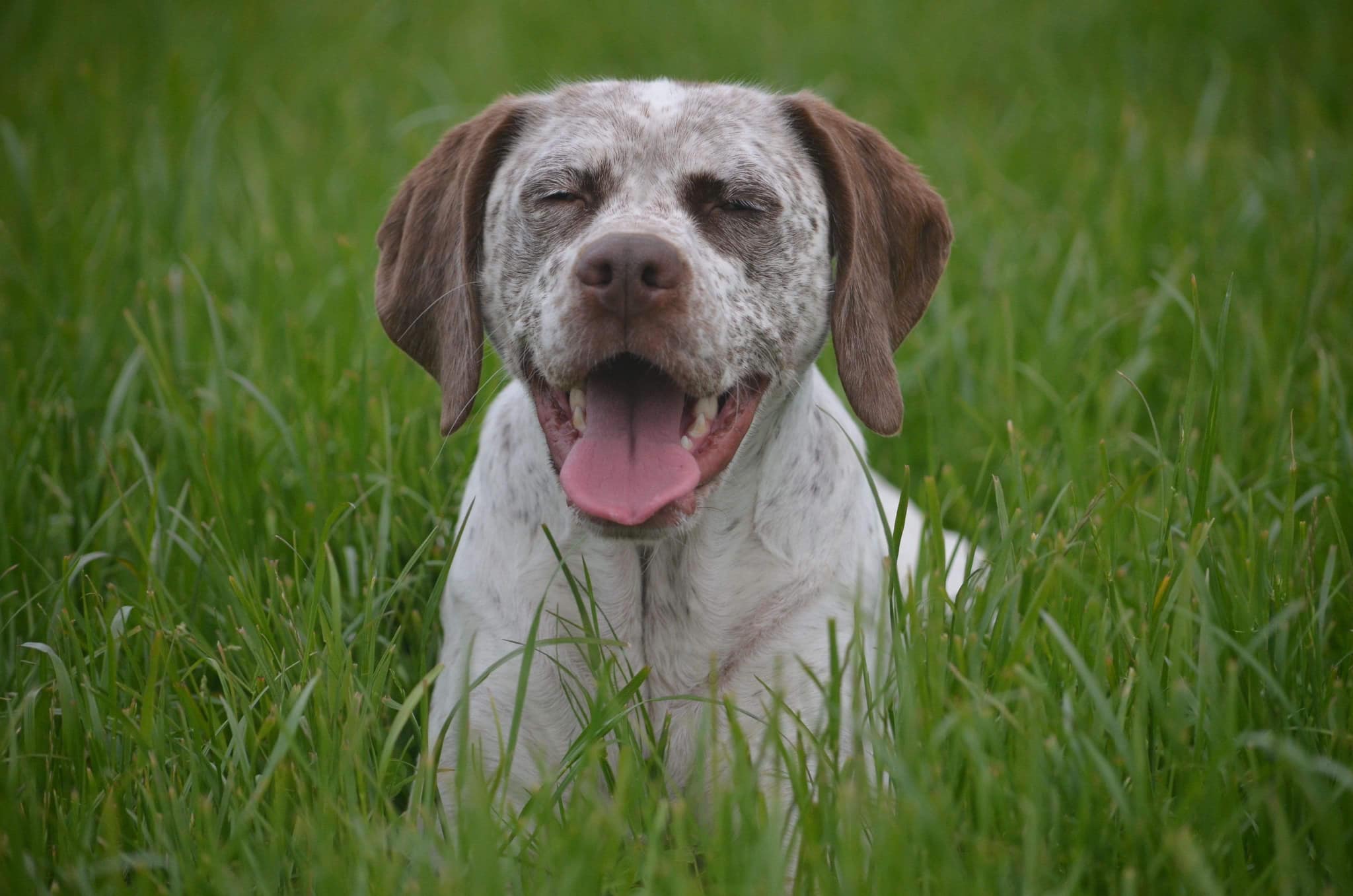 FradaikeeQueenOfHearts