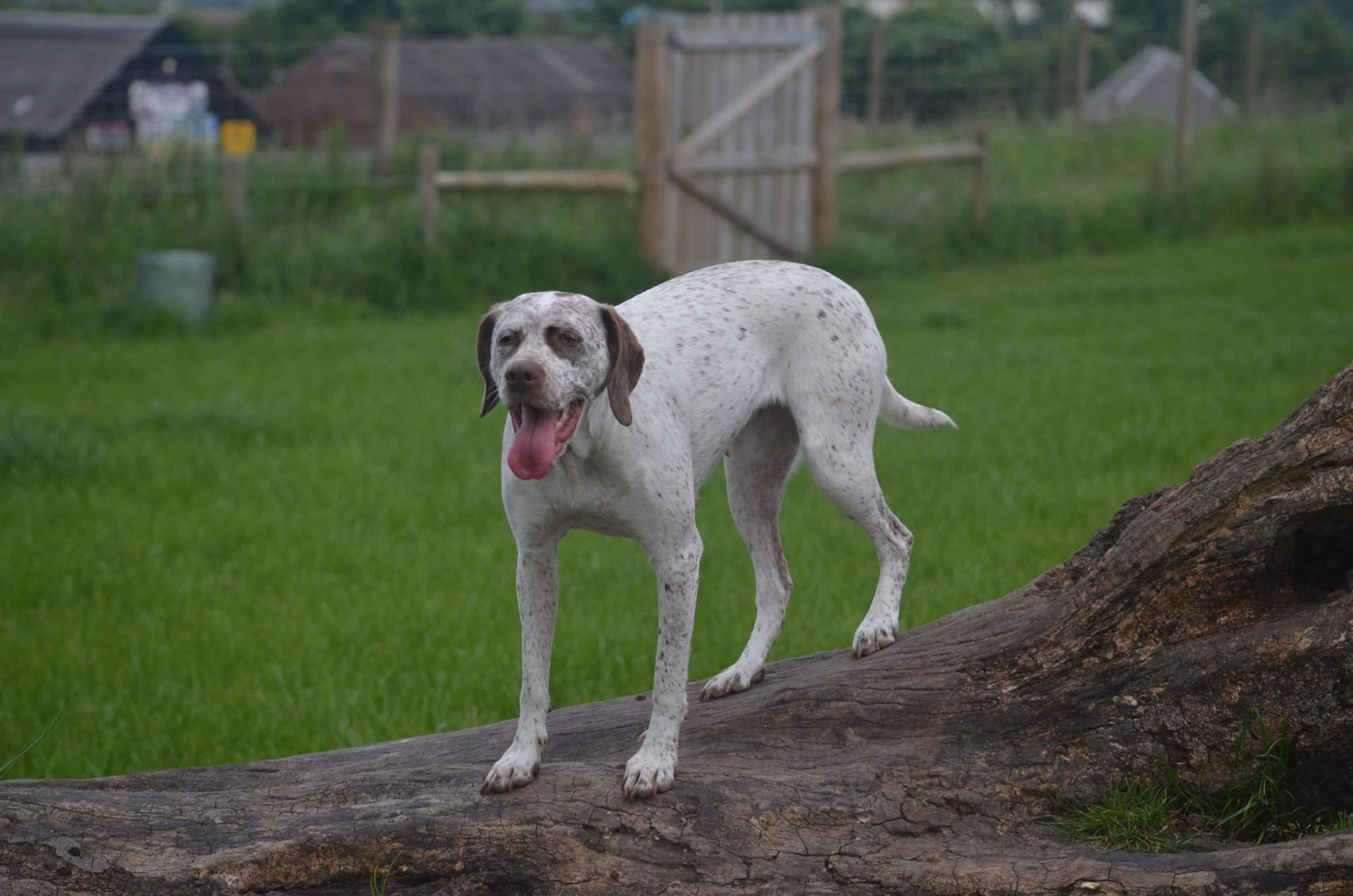 FradaikeeQueenOfHearts