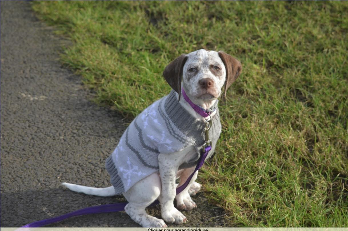 FradaikeeQueenOfHearts