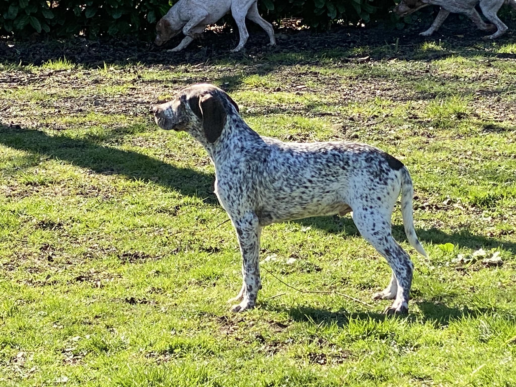 FradaikeeQuickSilver