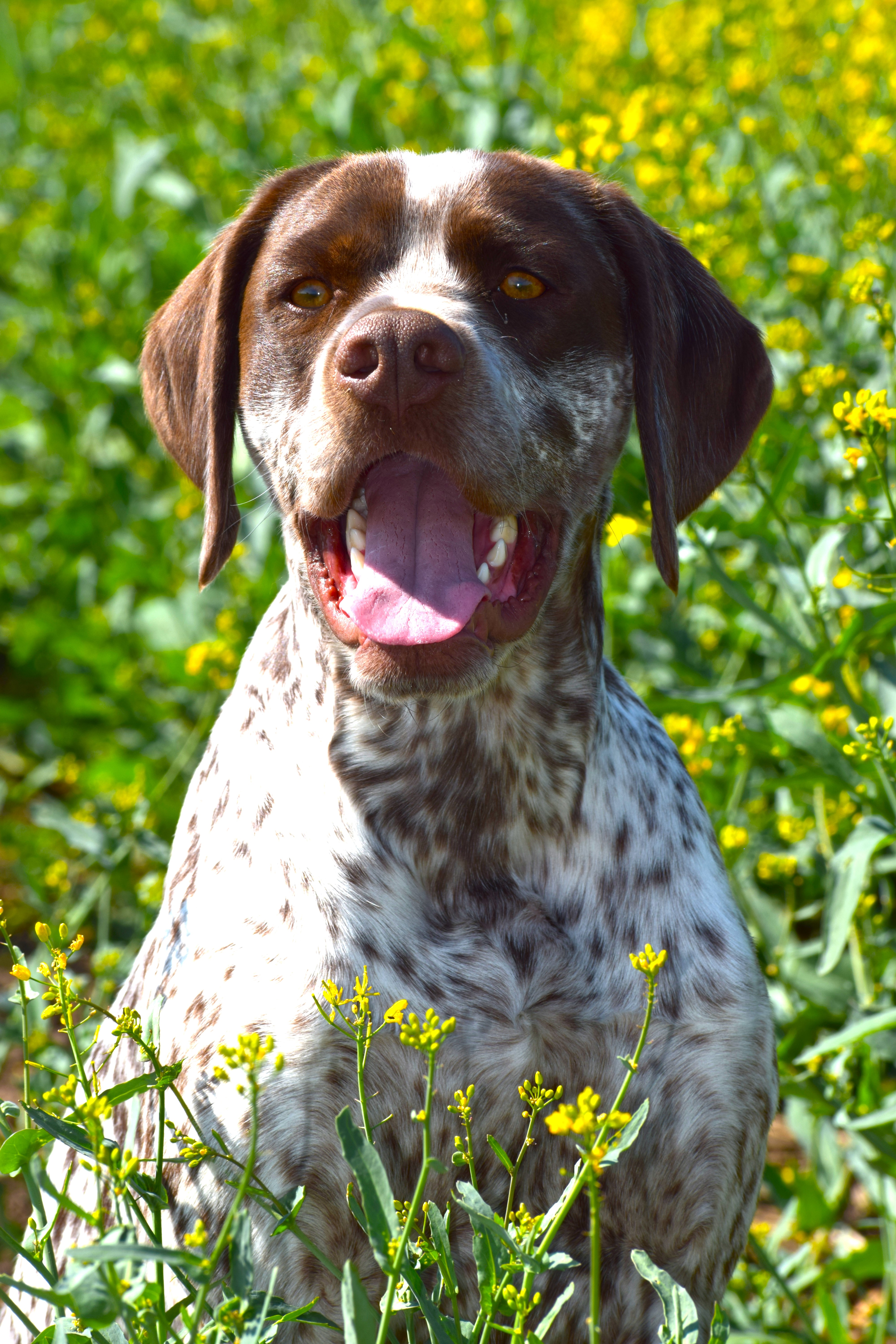 FrodoVomElstermannHof