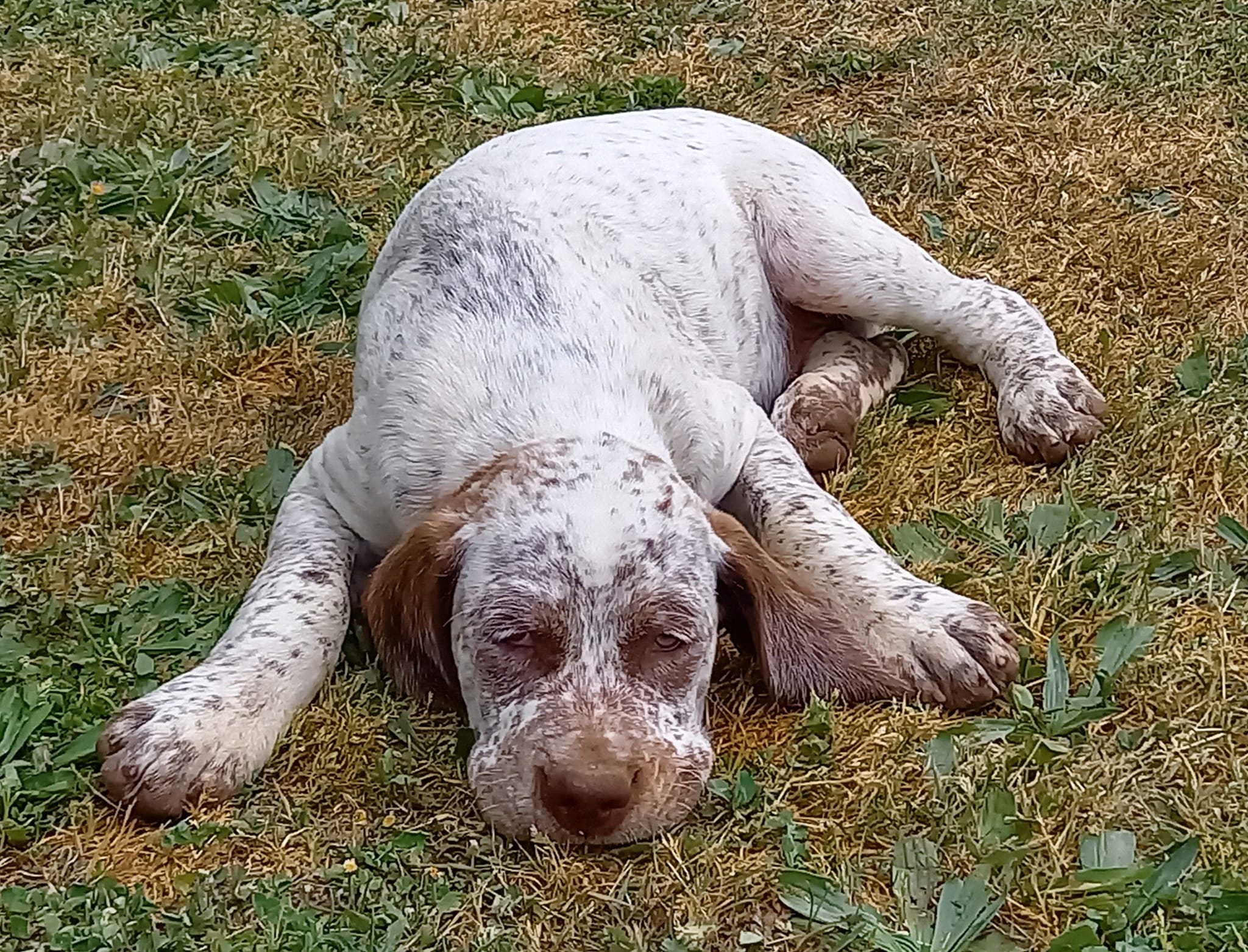 TakodaDesBruyeresDErmitage