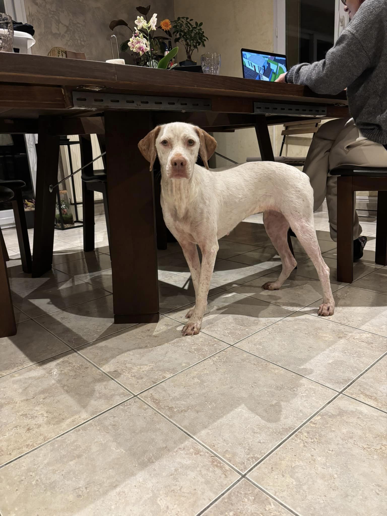 TemisDesPetitsMariols