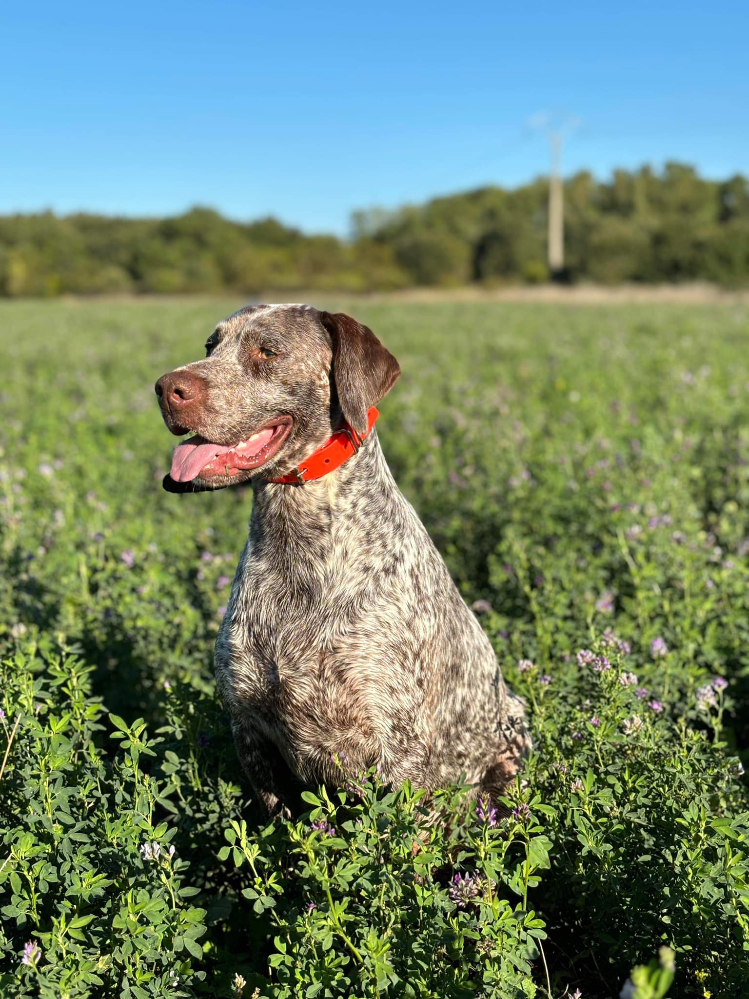 ThorDesPetitsMariols