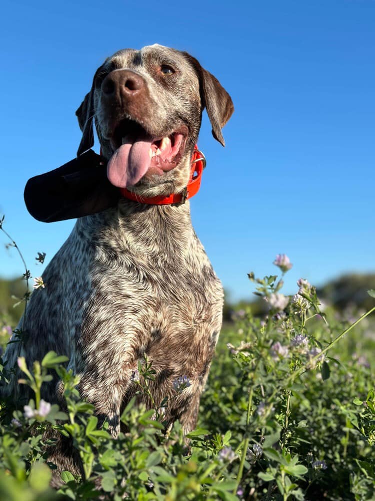 ThorDesPetitsMariols