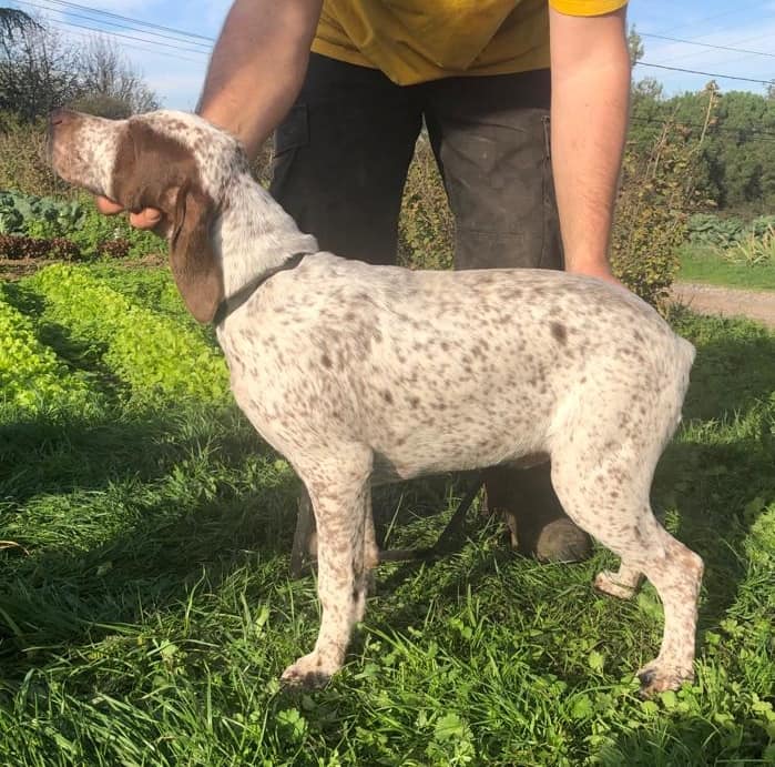 TinoDesPetitsMariols