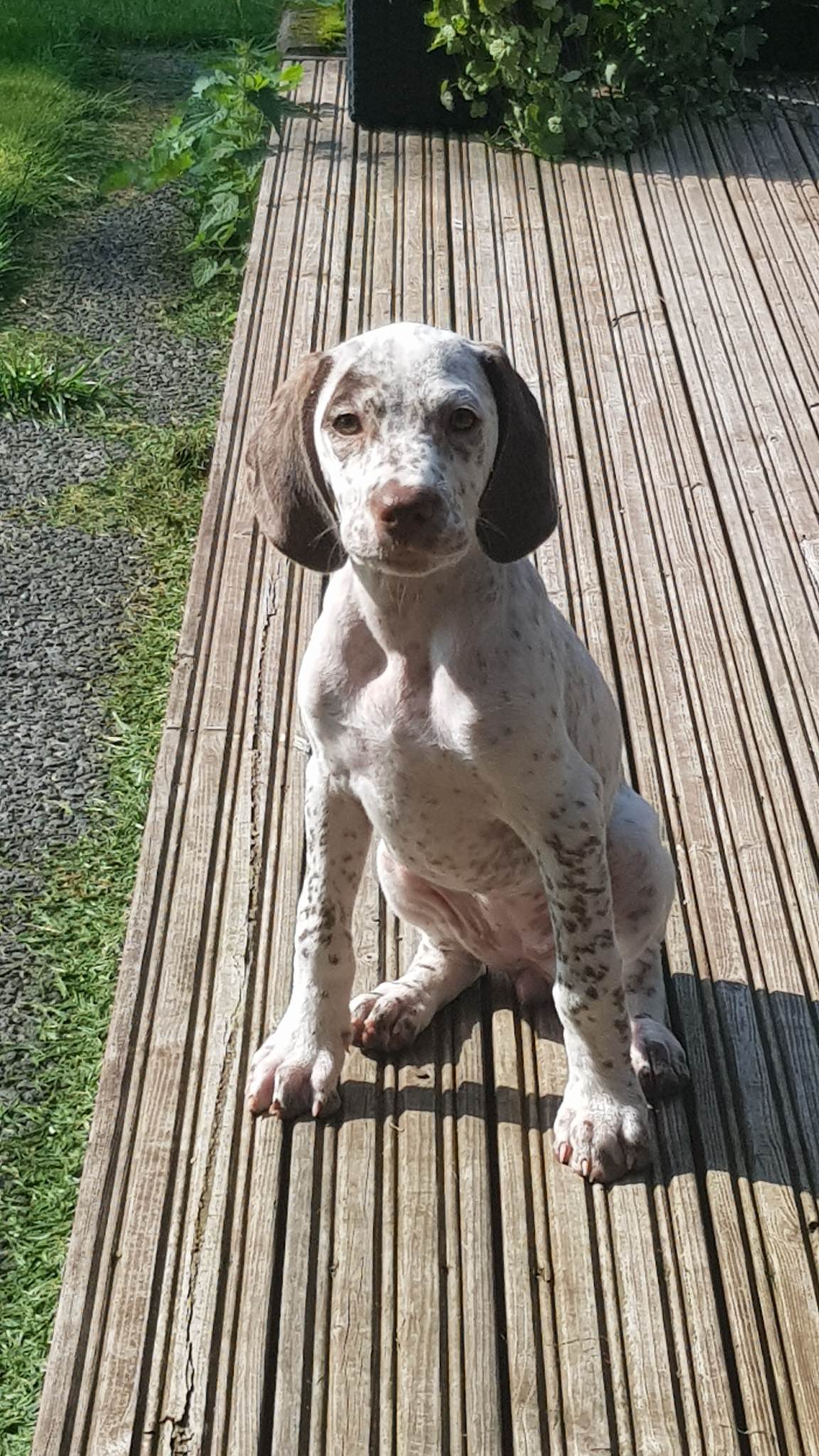 BananaMilkshakeTopBanana