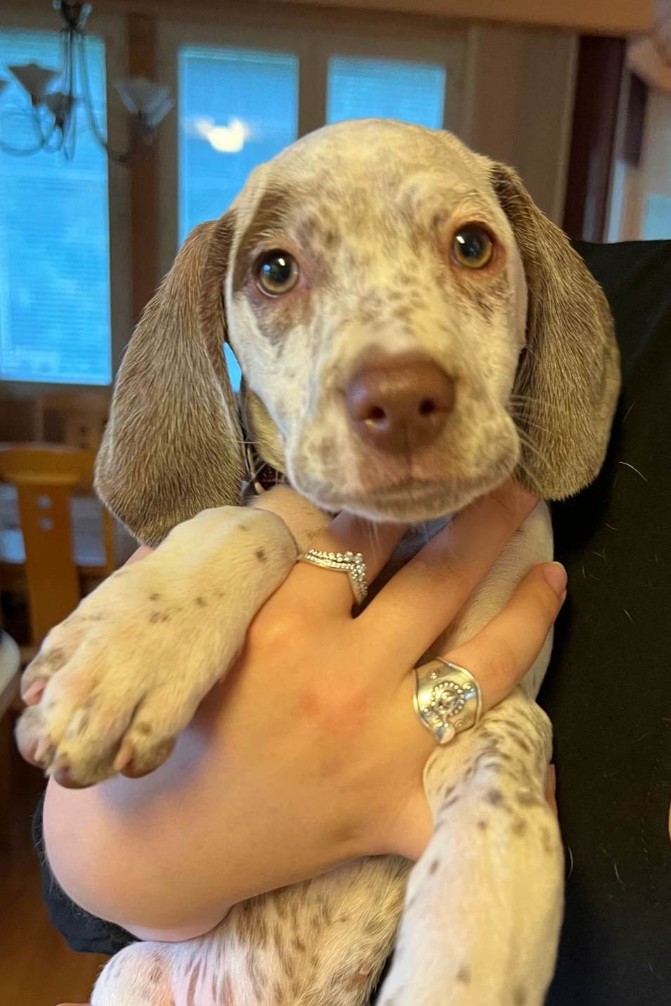 BananaMilkshakeTopBanana