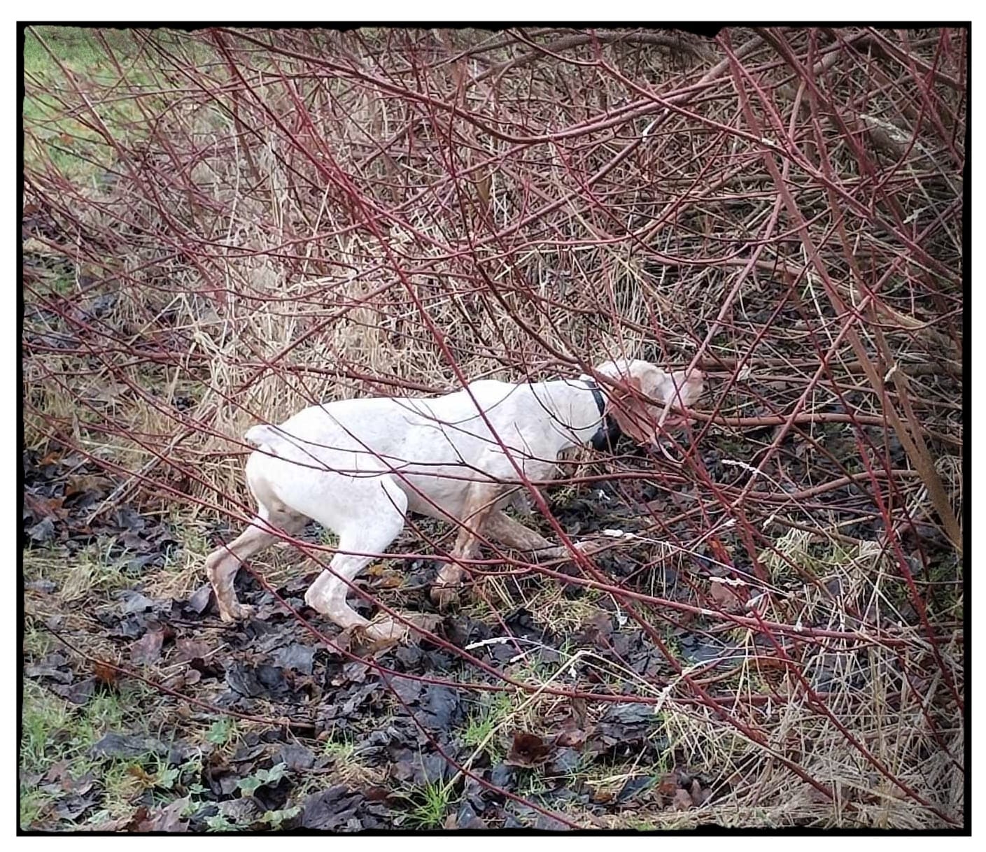 UbbeDuMaraisBecassier