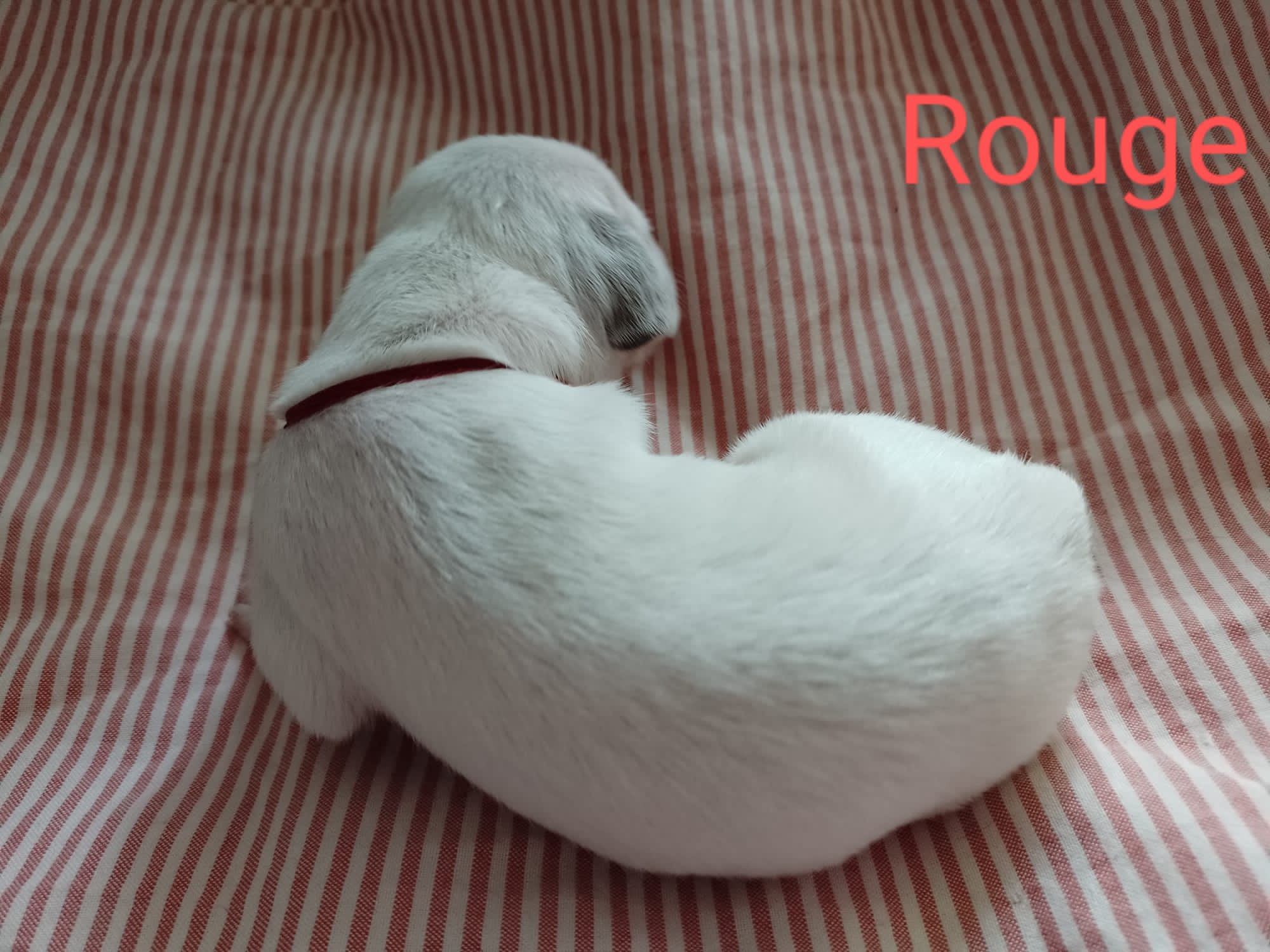 UkkoDuRocherDesJastres