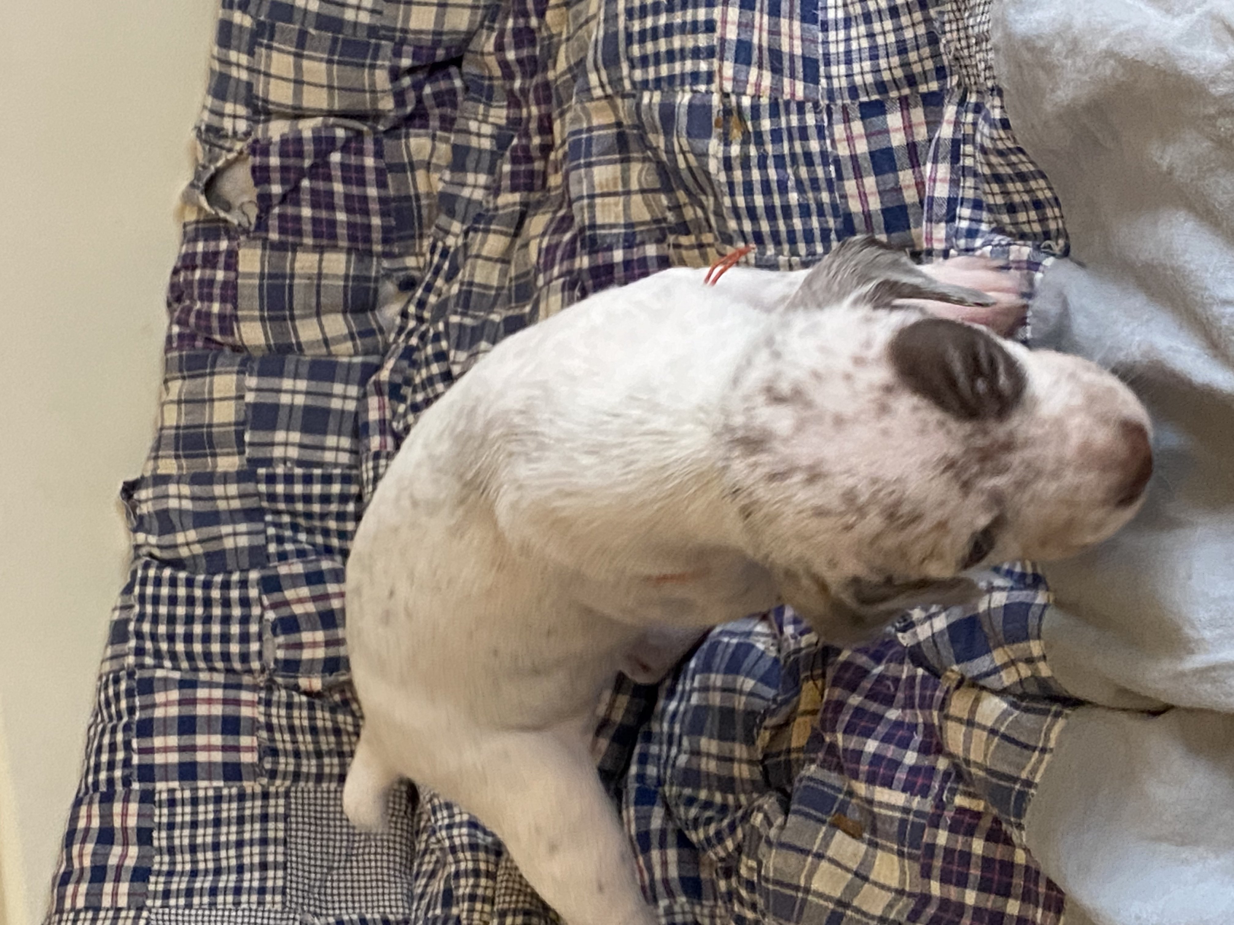 UkkoDuRocherDesJastres