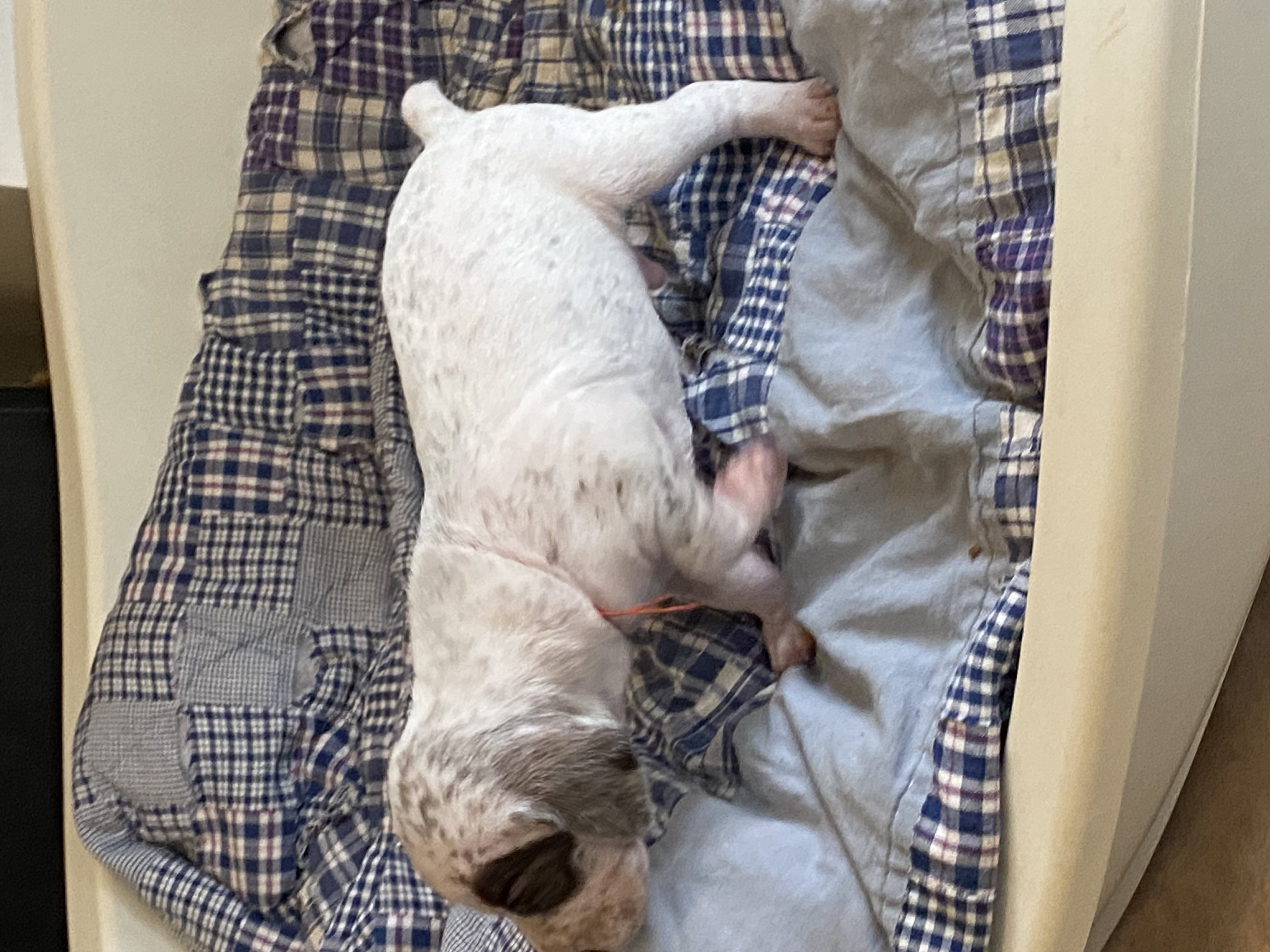 UkkoDuRocherDesJastres