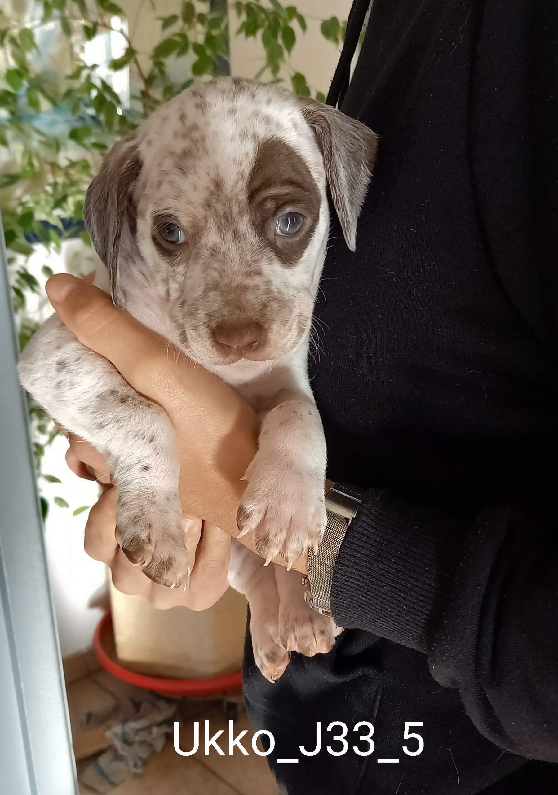 UkkoDuRocherDesJastres