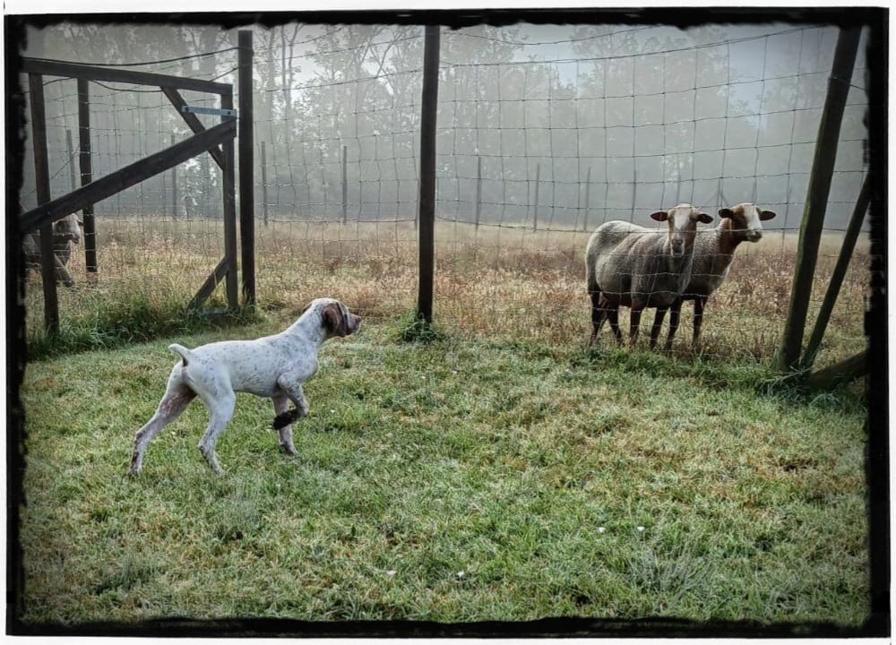 UlkDuMaraisBecassier