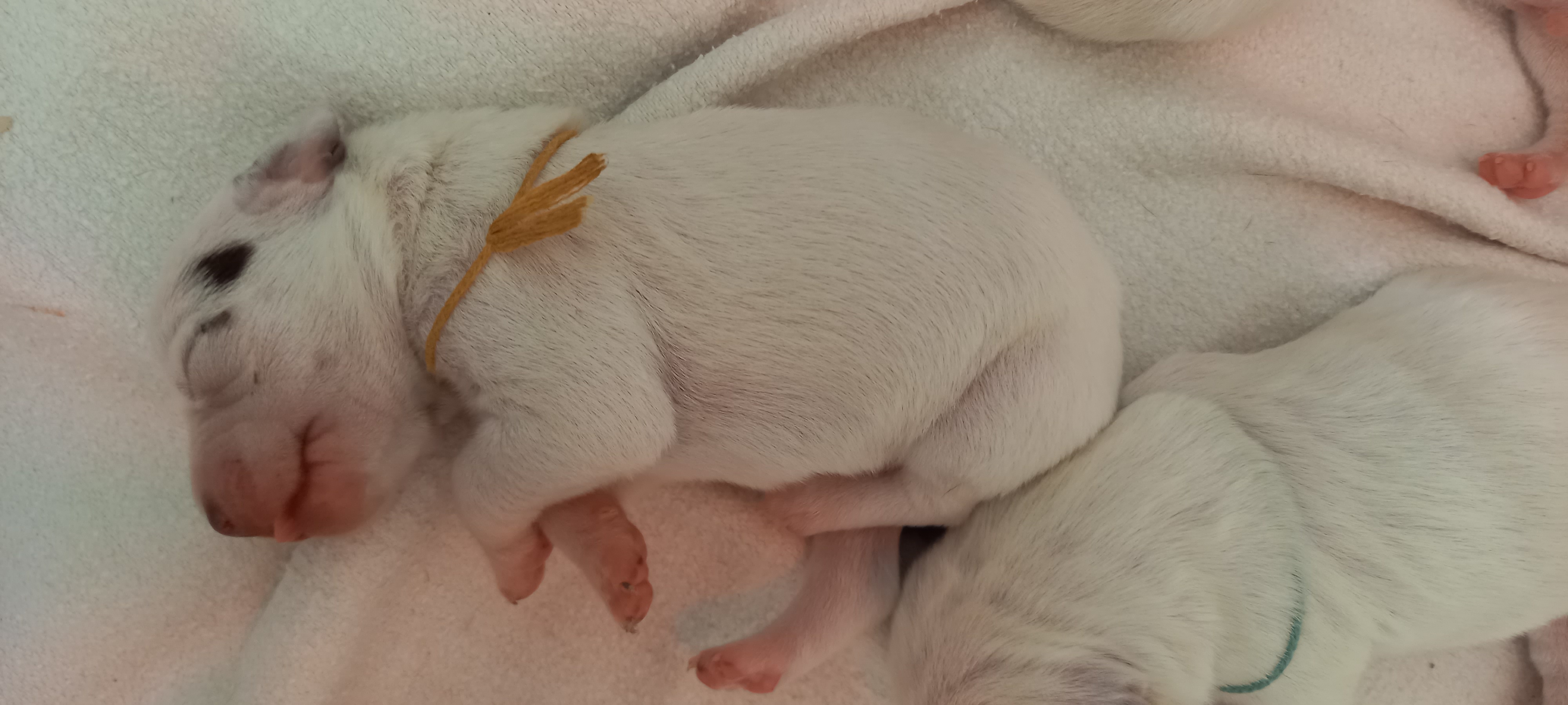 UlysseDuRocherDesJastres