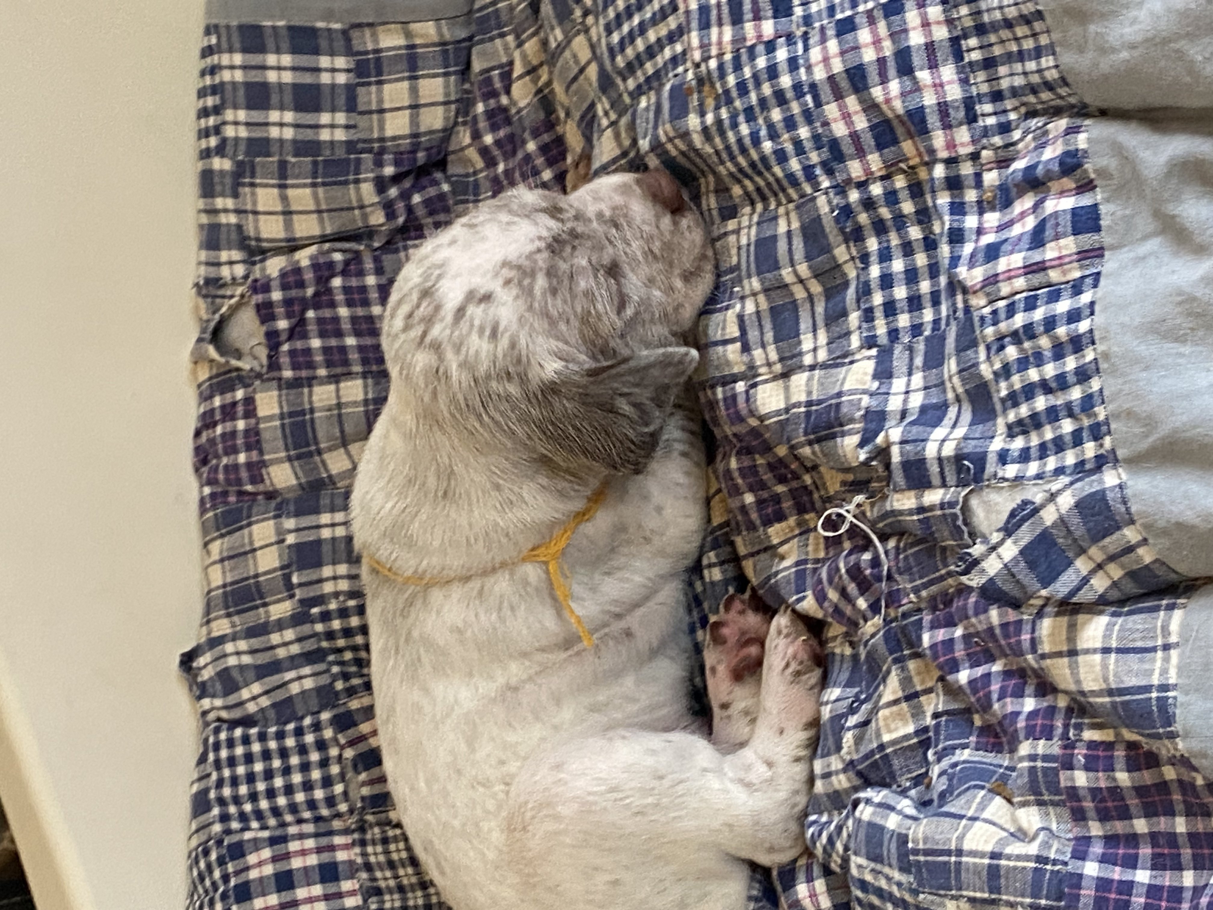 UlysseDuRocherDesJastres