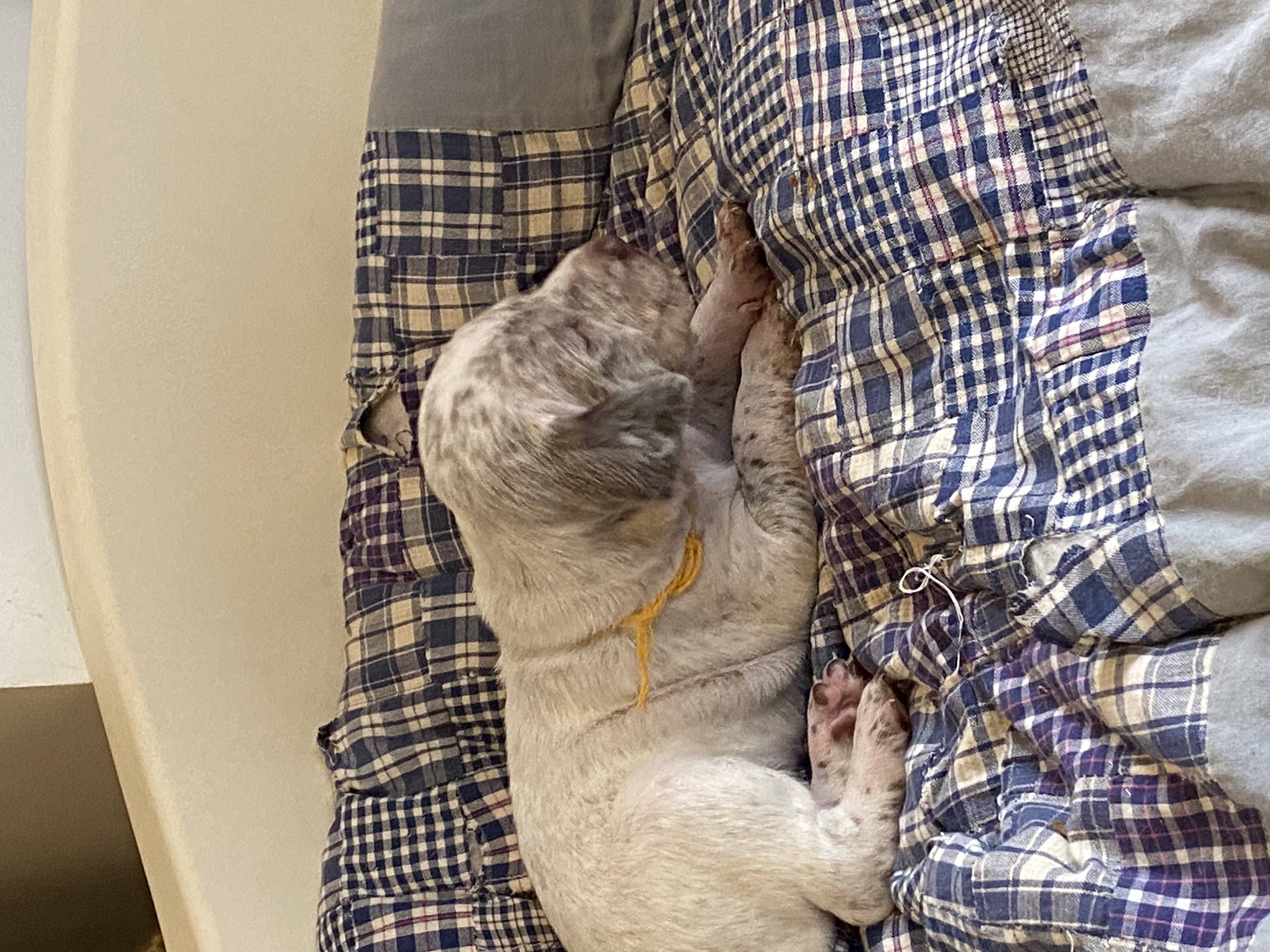 UlysseDuRocherDesJastres