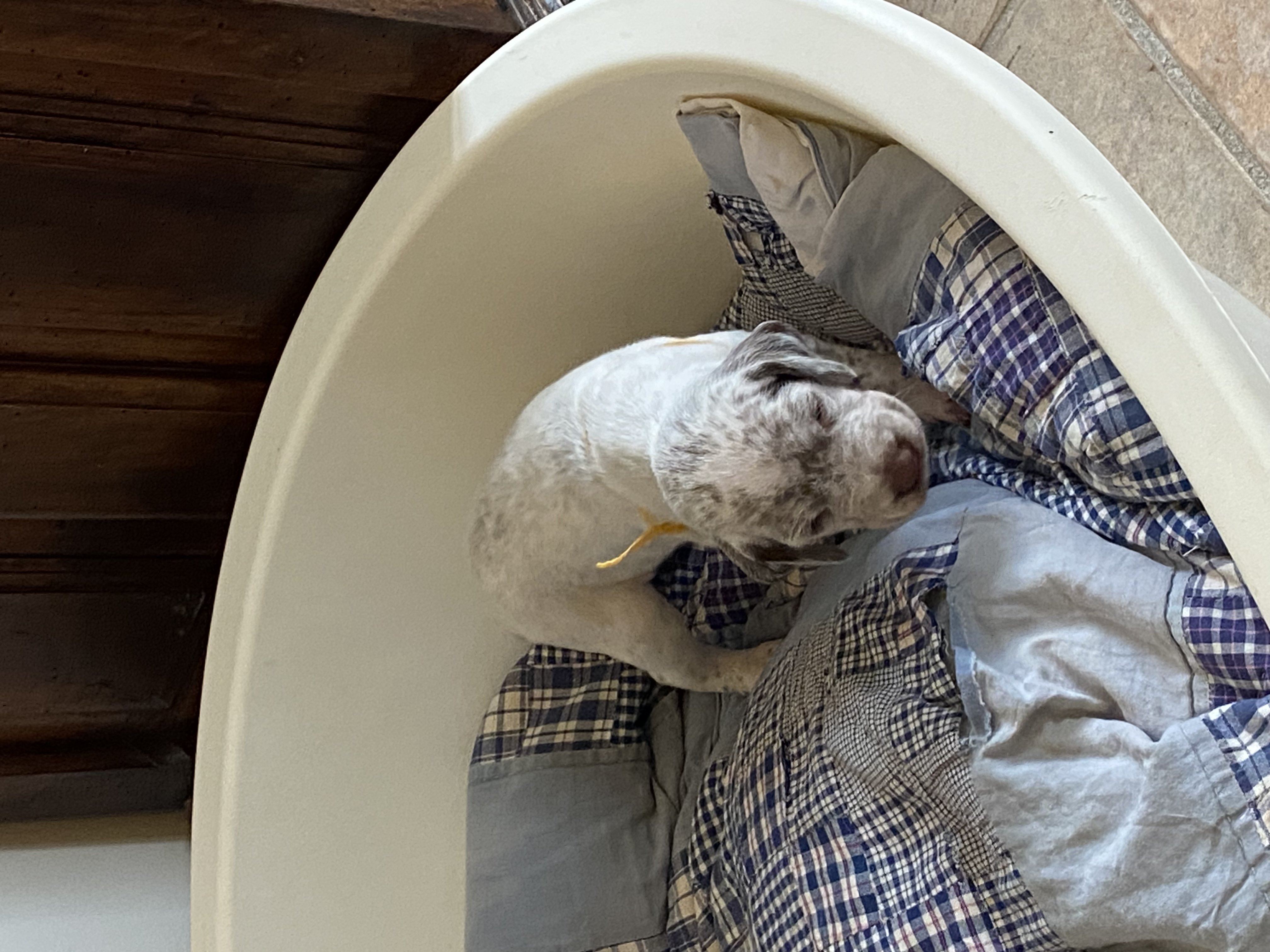 UlysseDuRocherDesJastres