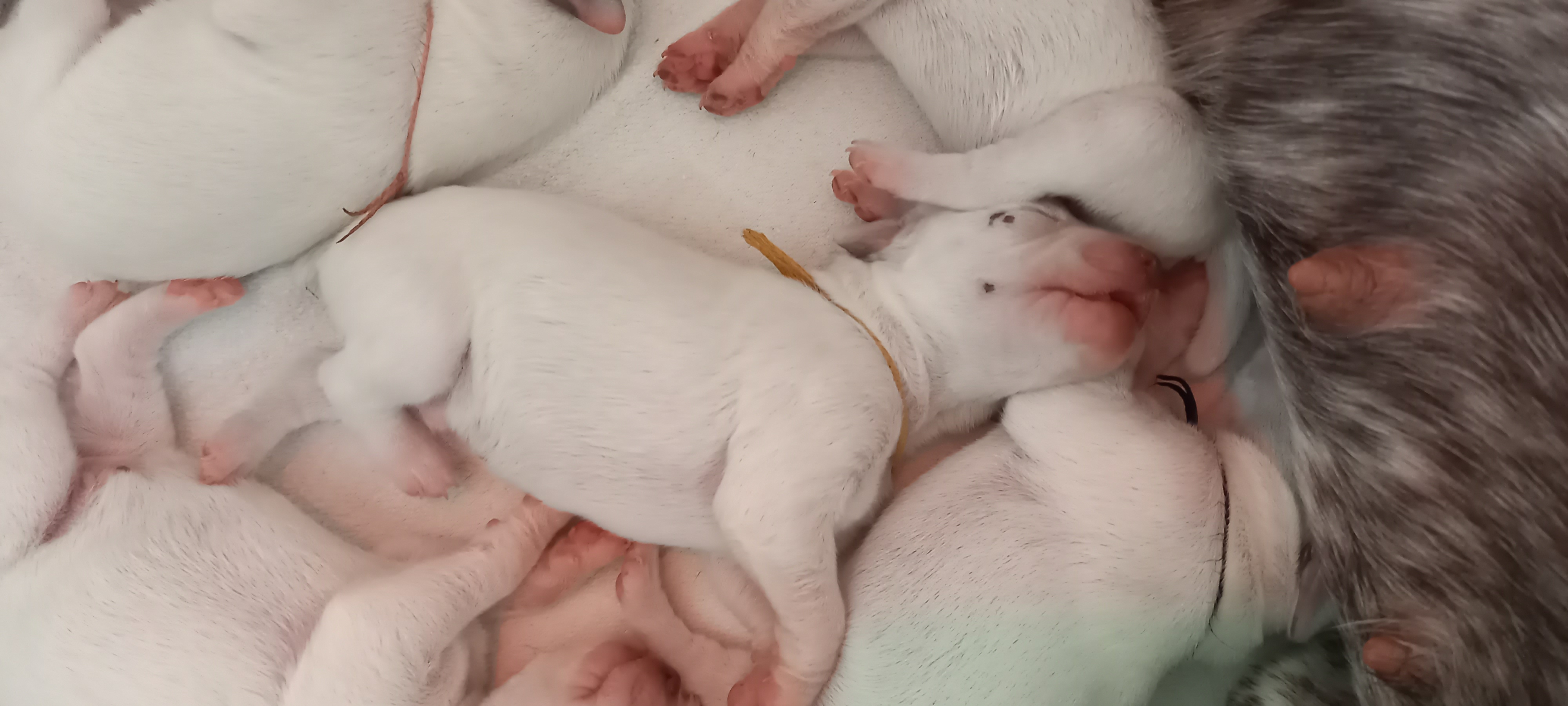 JauneDuRocherDesJastres