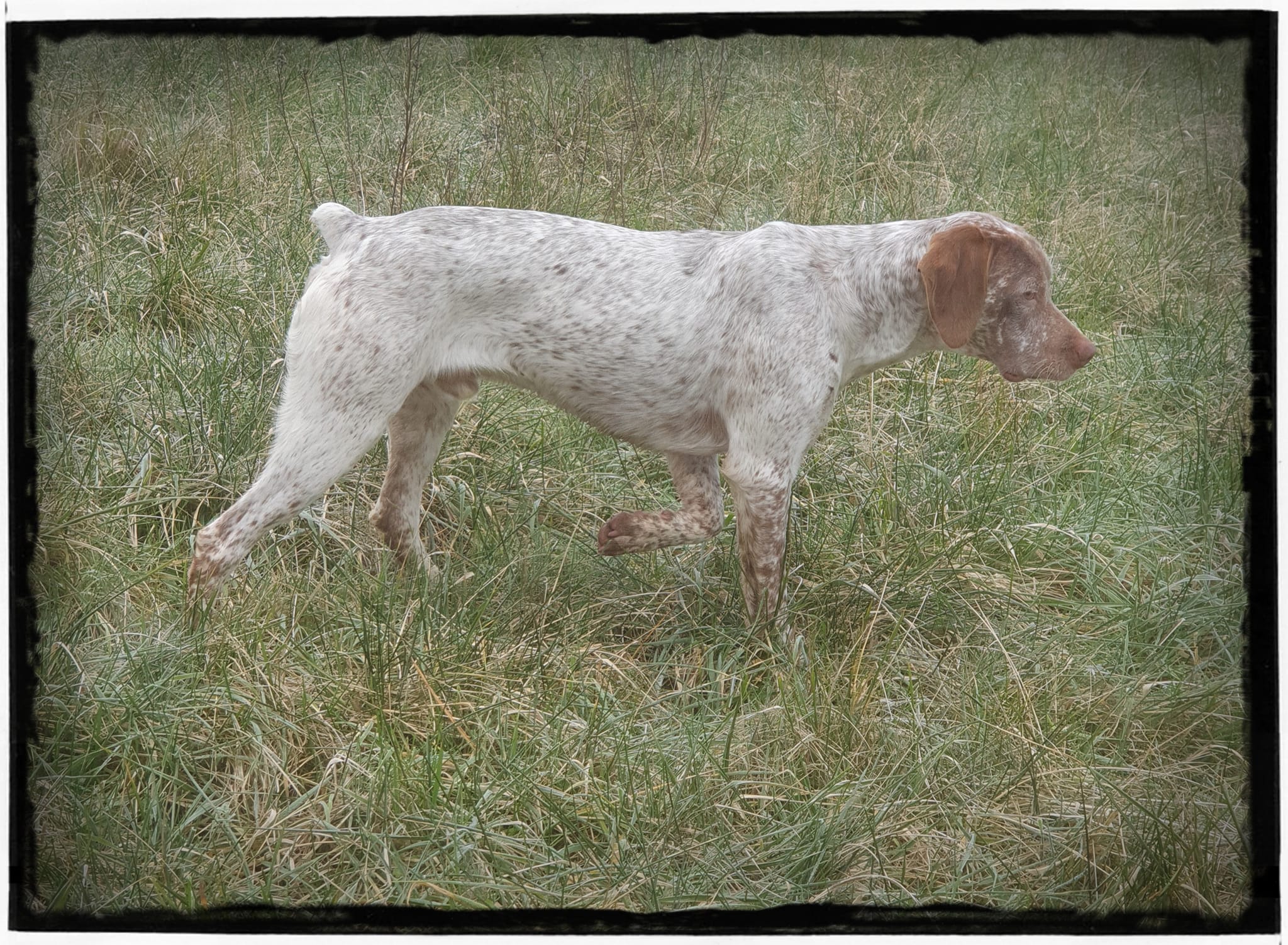 UppyDuMaraisBecassier