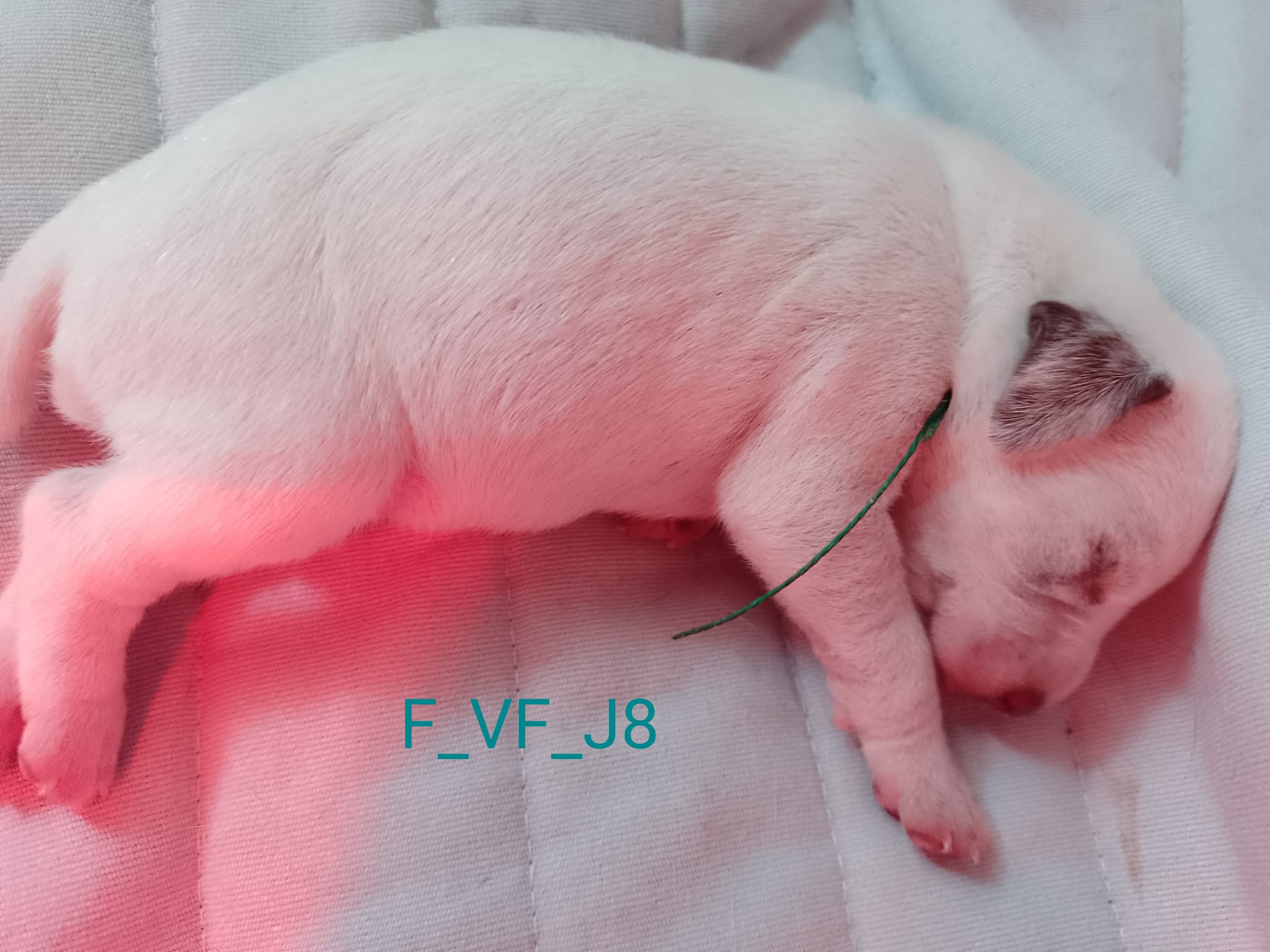 UpsyDuRocherDesJastres